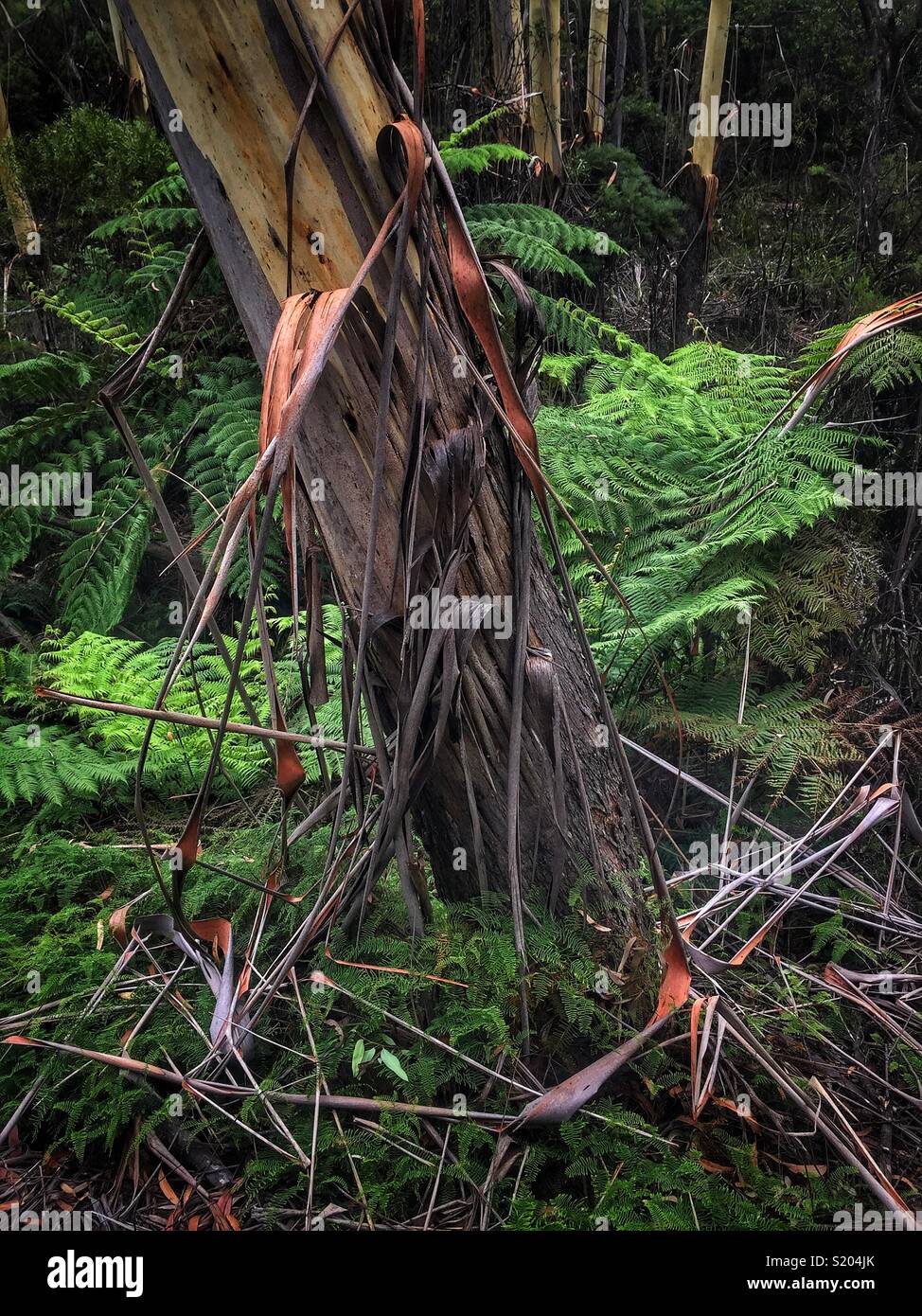 Peeling bark of the Blue Mountains Ash (Eucalyptus oreades) in late summer, Leura, Blue Mountains National Park, NSW, Australia - Smartphone Captured Stock Image