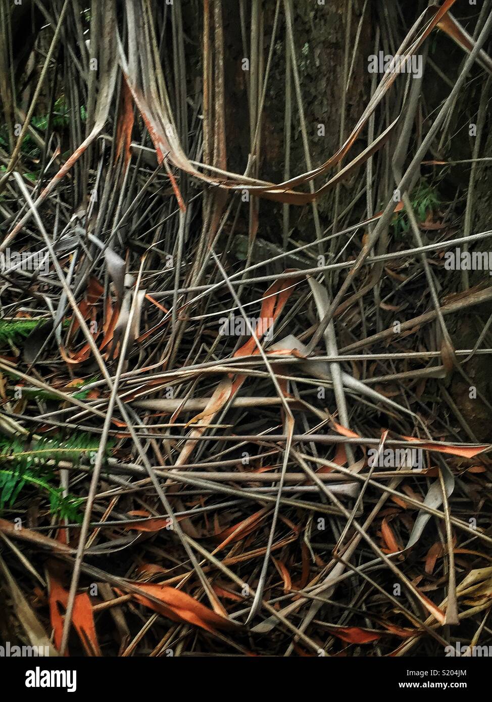 Peeling bark of the Blue Mountains Ash (Eucalyptus oreades) in late summer, Leura, Blue Mountains National Park, NSW, Australia - Smartphone Captured Stock Image