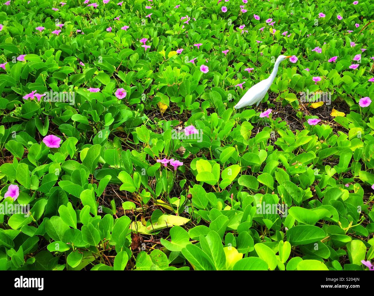 A white egret in a field of beach morning glory flowers Stock Photo