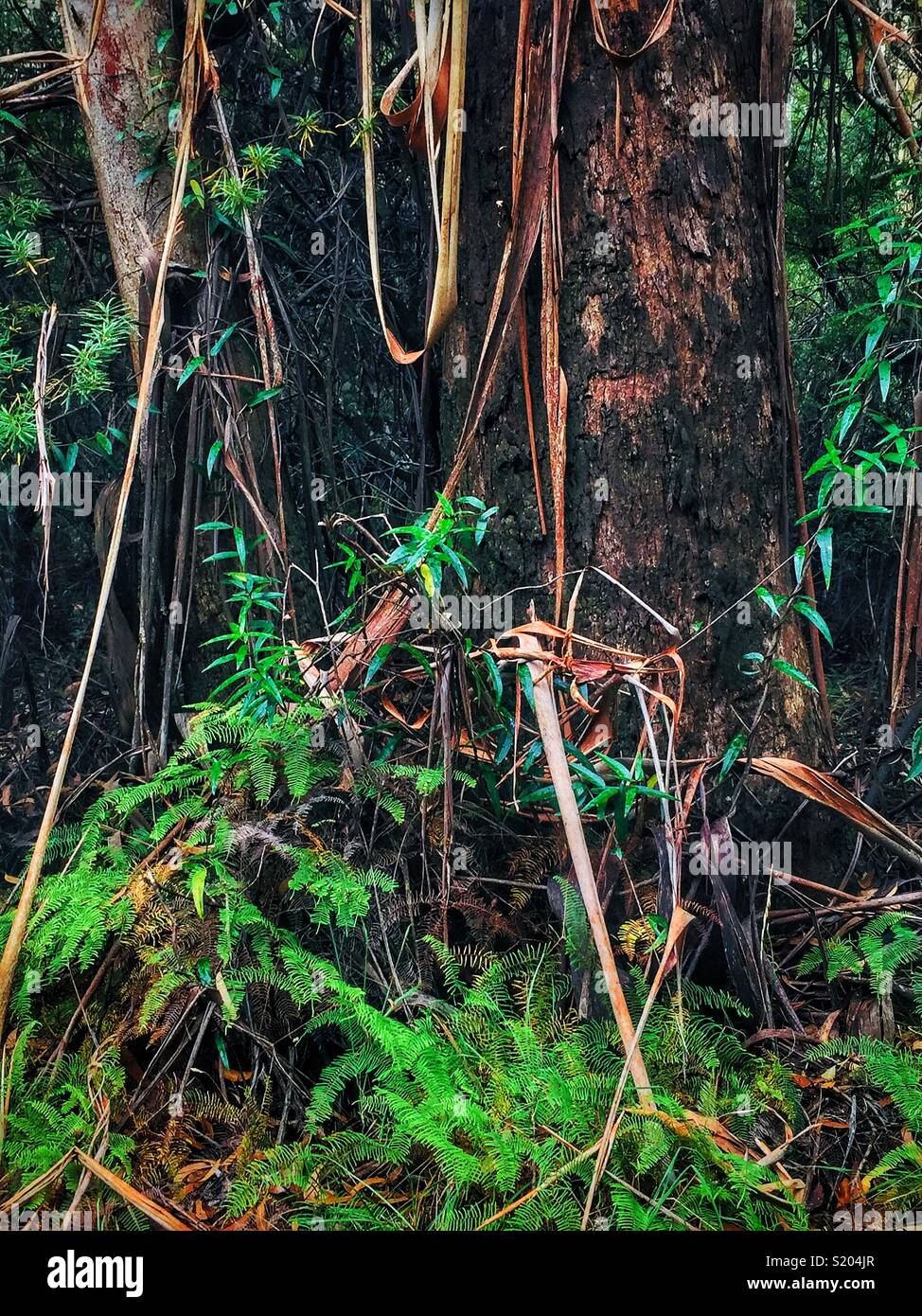 Peeling bark of the Blue Mountains Ash (Eucalyptus oreades) in late summer, Leura, Blue Mountains National Park, NSW, Australia - Smartphone Captured Stock Image