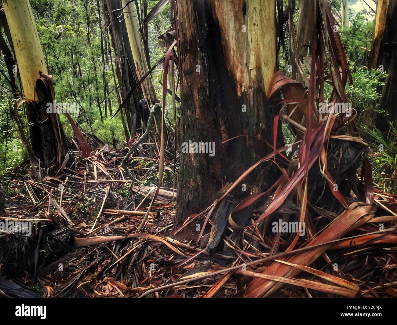 Peeling bark of the Blue Mountains Ash (Eucalyptus oreades) in late summer, Leura, Blue Mountains National Park, NSW, Australia - Smartphone Captured Stock Image