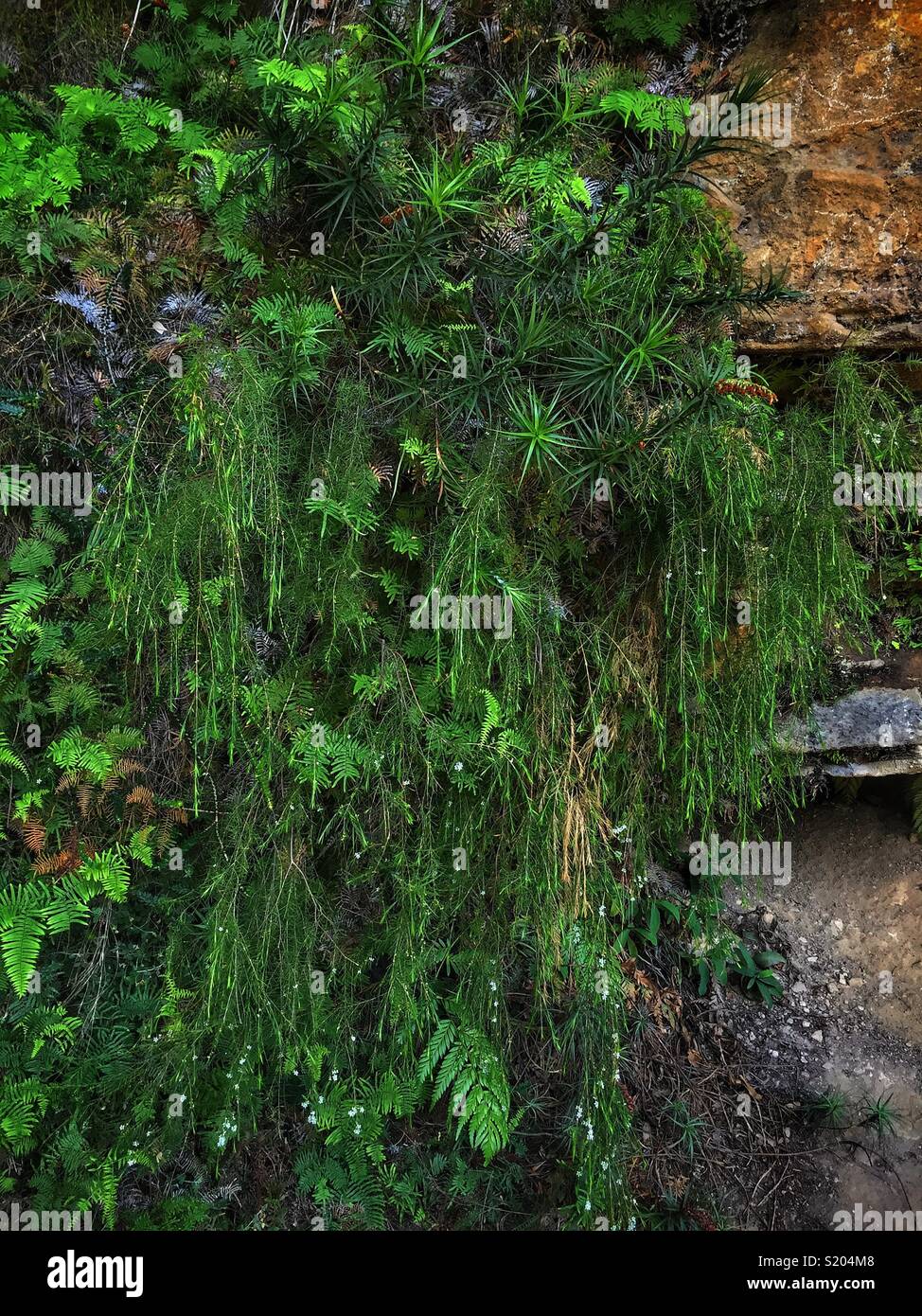 Plant community under an overhang on the cliff face, Wentworth Falls Track, Blue Mountains