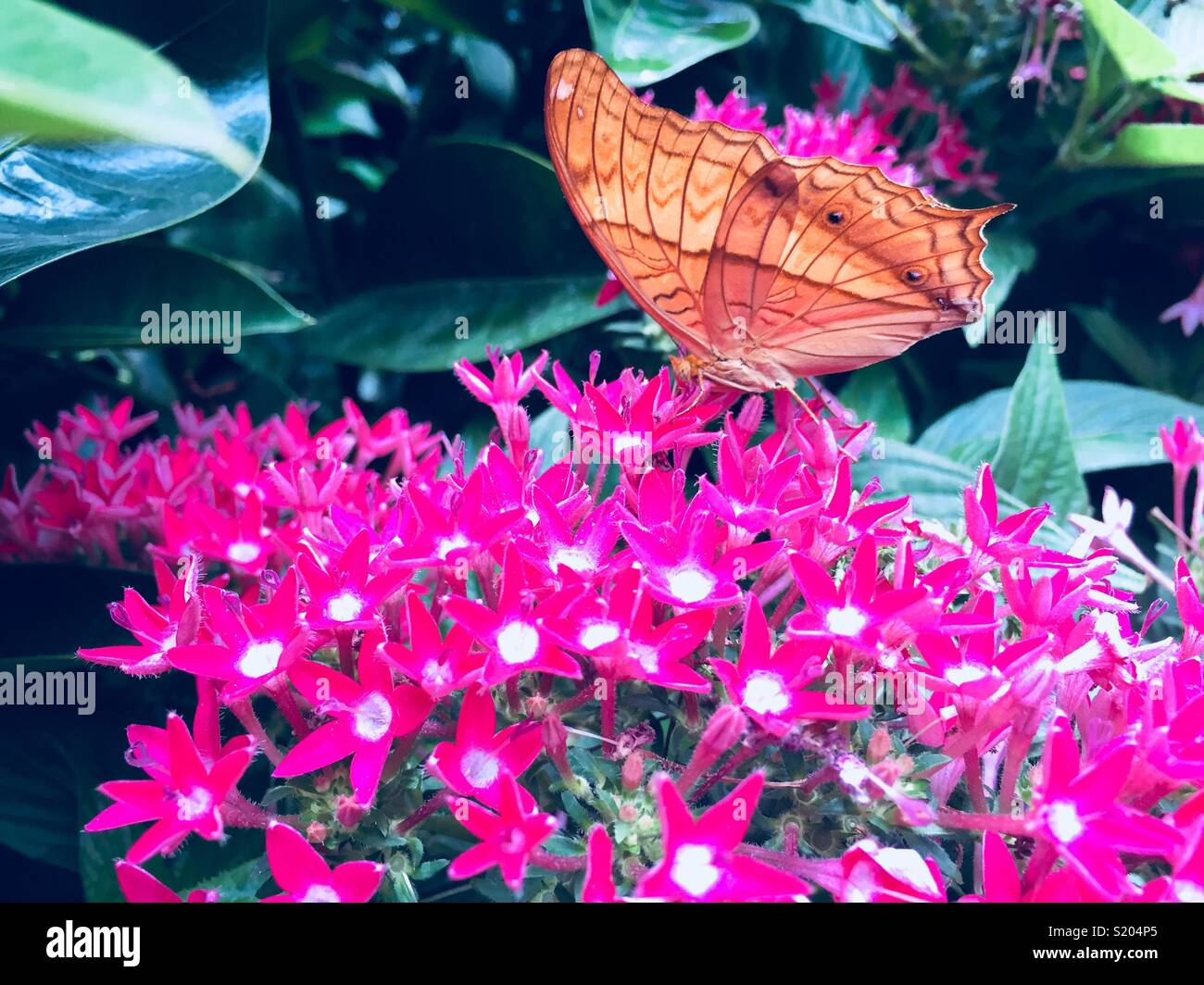 Butterfly garden at Singapore Changi Airport Stock Photo Alamy