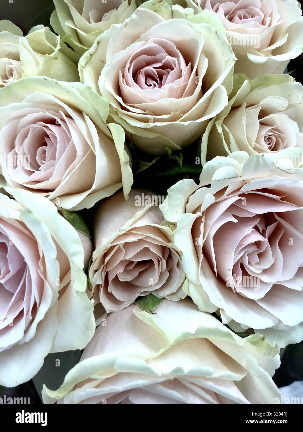 Bouquet of pale pink roses Stock Photo