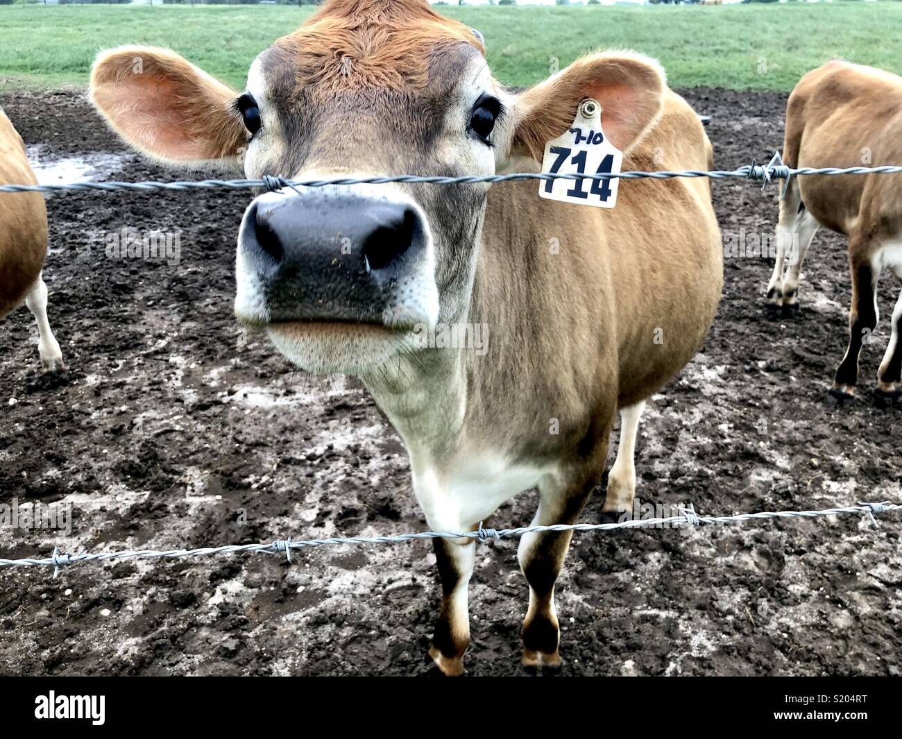 Jersey dairy cow fence hi-res stock photography and images - Alamy