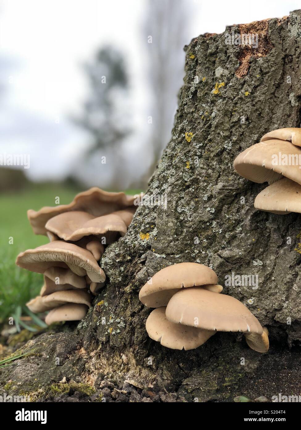 Mushroom growing out tree stump hi-res stock photography and images - Alamy