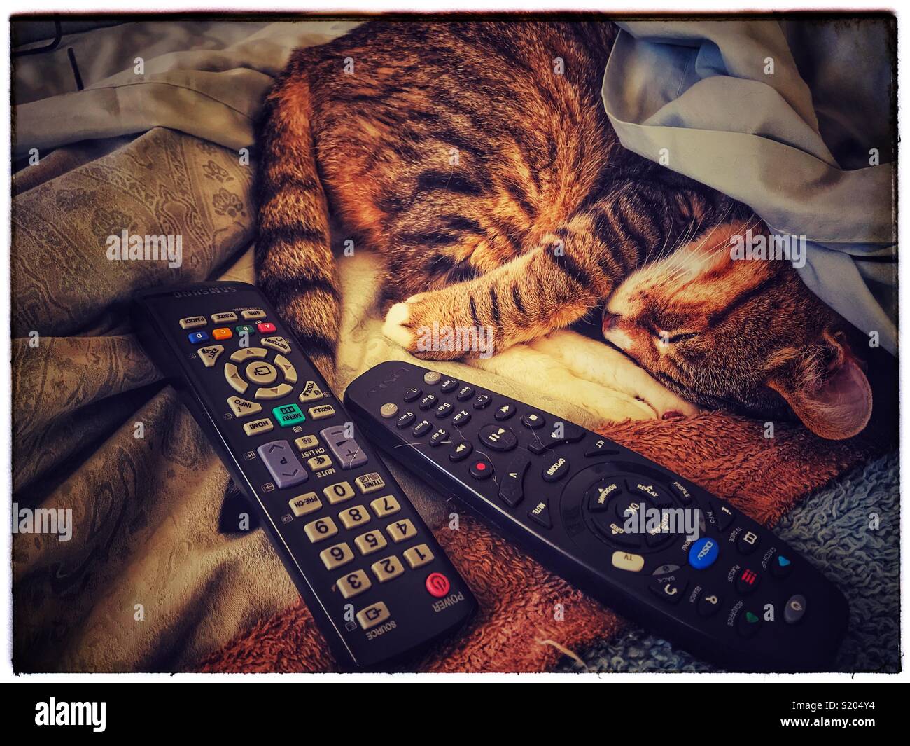 Sleeping cat on bed with television remotes . - Smartphone Captured Stock Image