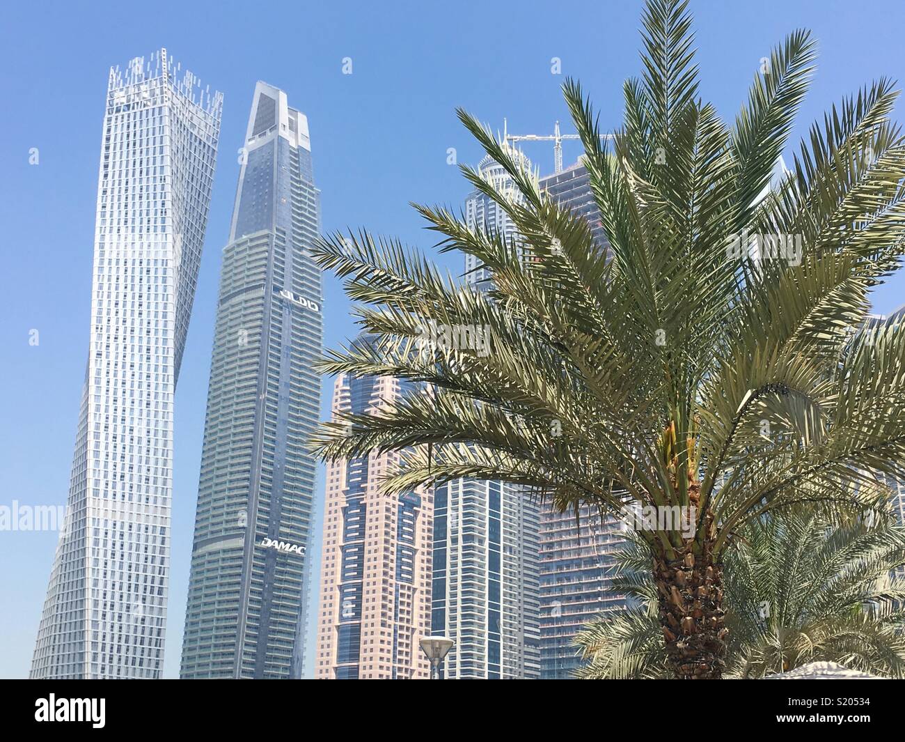 Palm tree in Dubai U.A.E Stock Photo Alamy