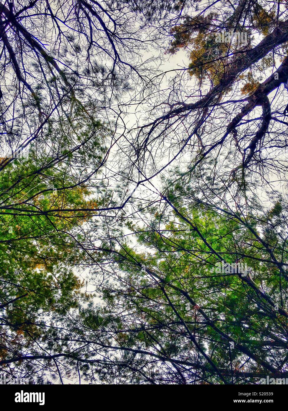 Looking up to the top of the trees in a forest on an overcast day - Smartphone Captured Stock Image