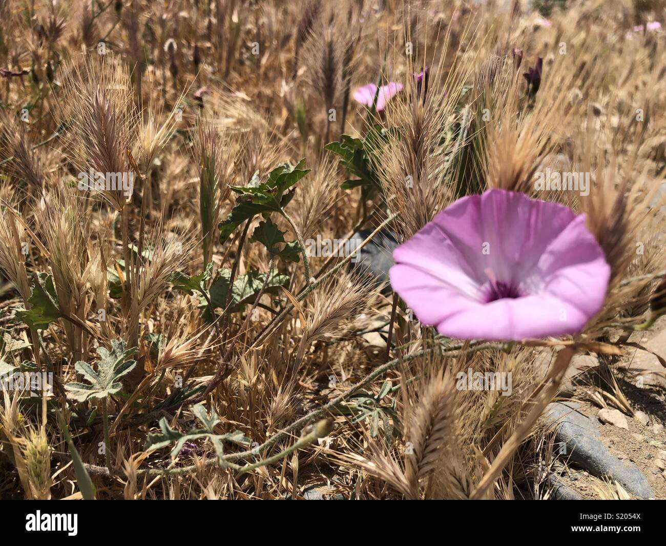 Pink flower in golden grass background on Cyprus Stock Photo
