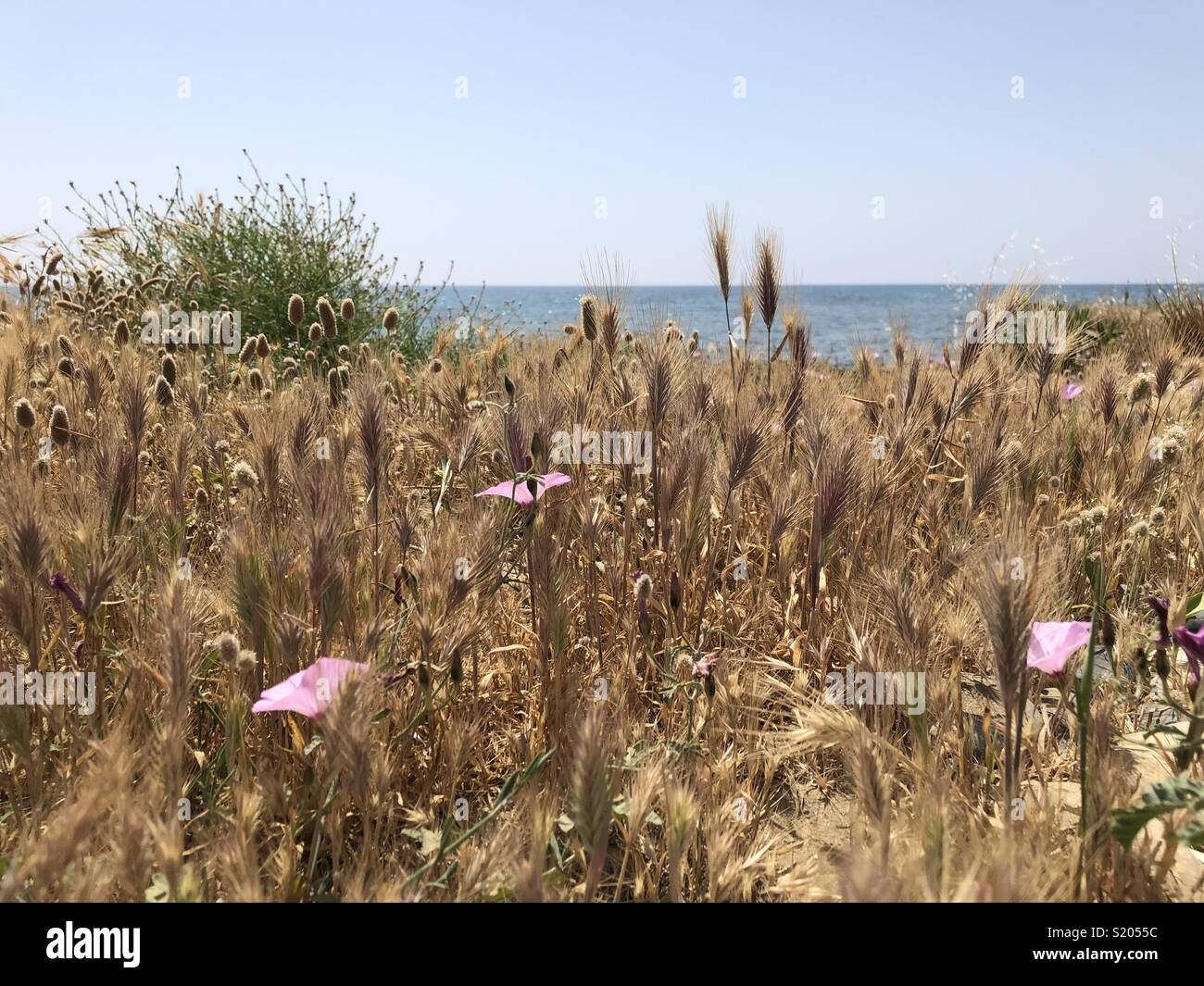 Golden grass with pink flowers with sea and sky - Smartphone Captured Stock Image