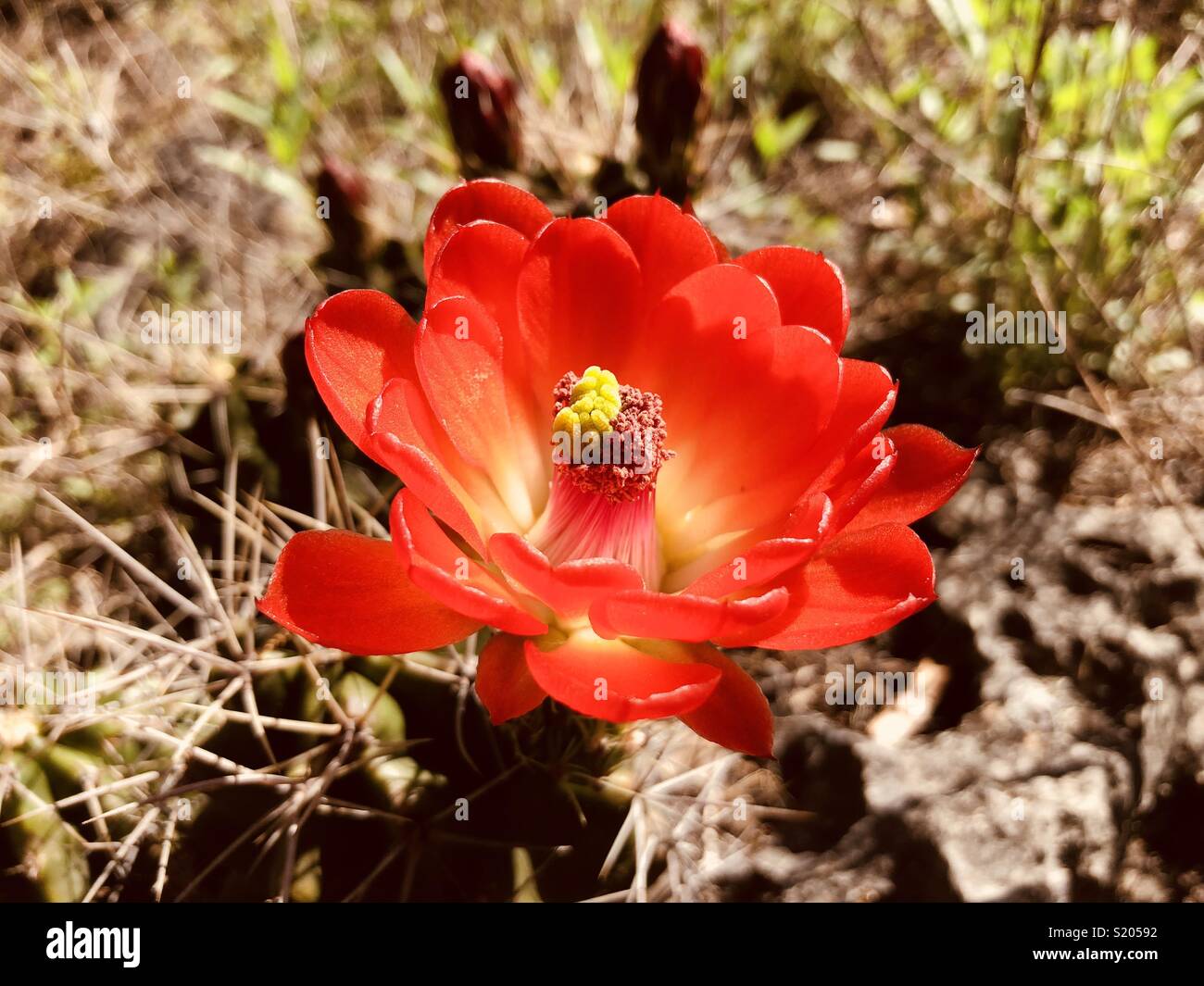 Claret cup cactusflower - Smartphone Captured Stock Image