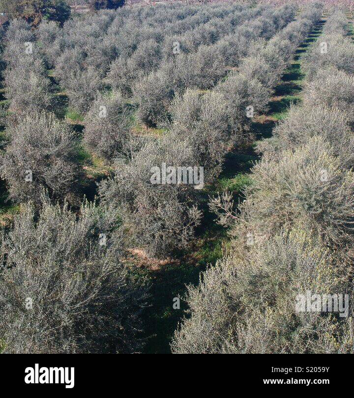 An organic olive grove at Boparai Farms in Lemoore, California as seen from a drone. Stock Photo