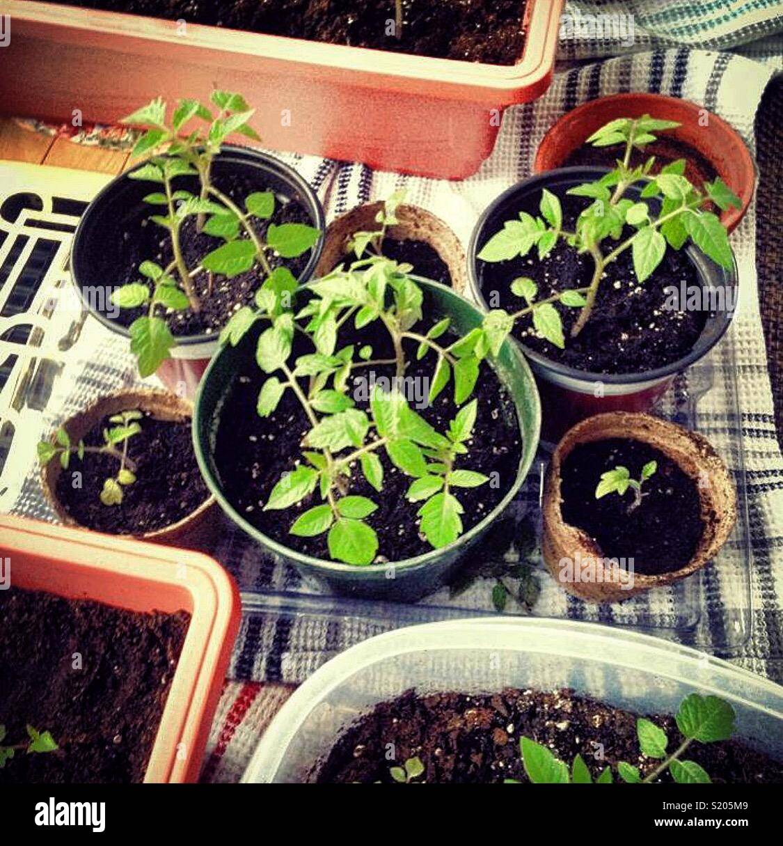 Potting tomato seedlings indoor gardening Stock Photo