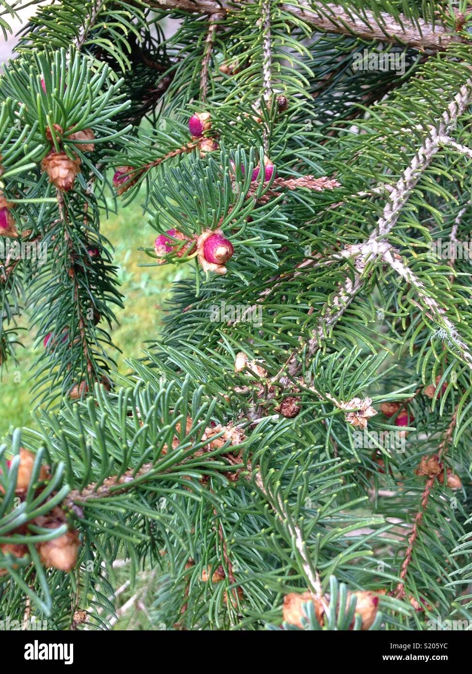 Evergreen tree buds hires stock photography and images Alamy