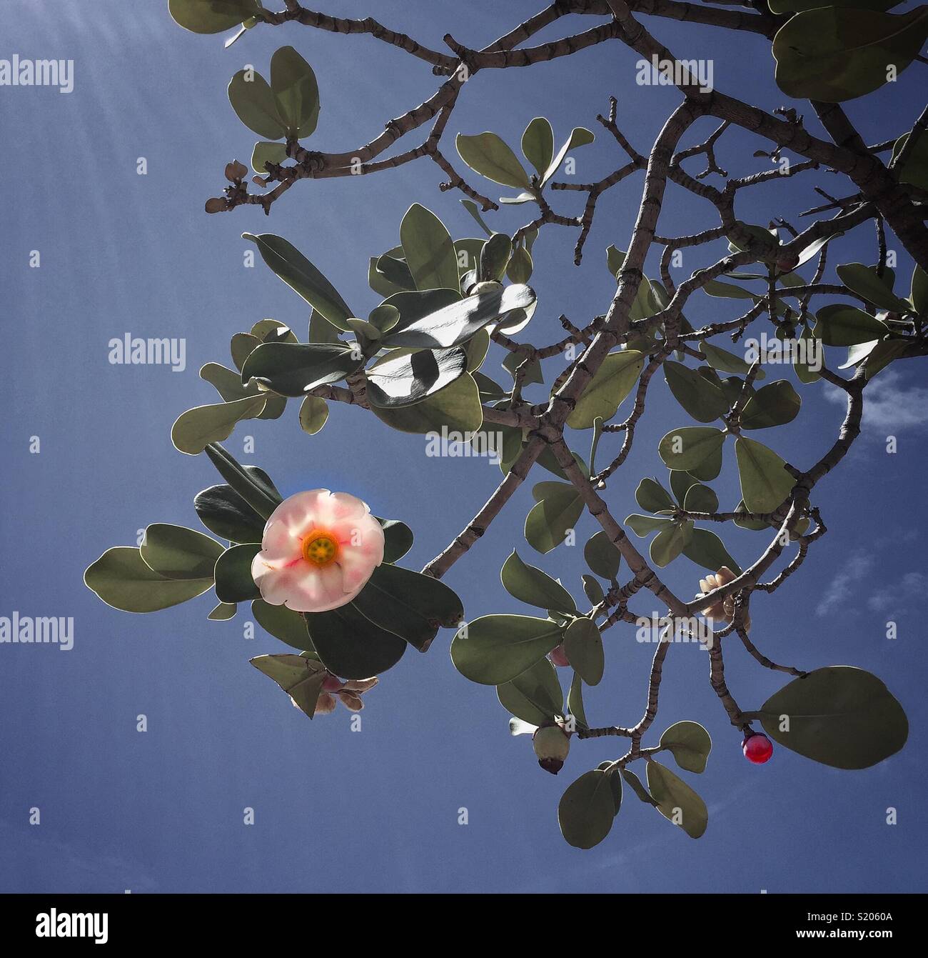 Clusia rosea, or Autograph tree, branches, fruit and pink blossom against a blue sky Stock Photo