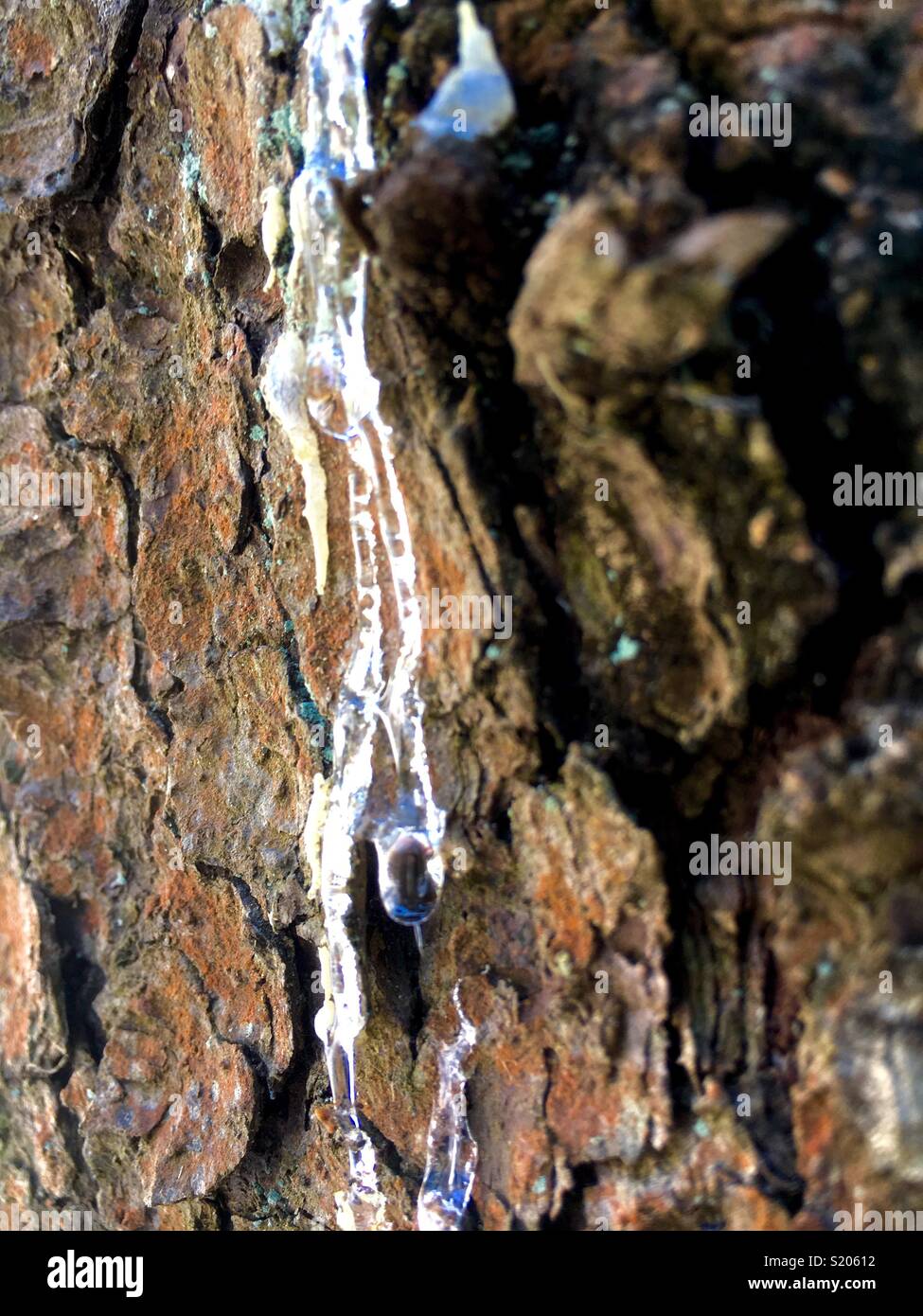 pine resin in the spring - Smartphone Captured Stock Image