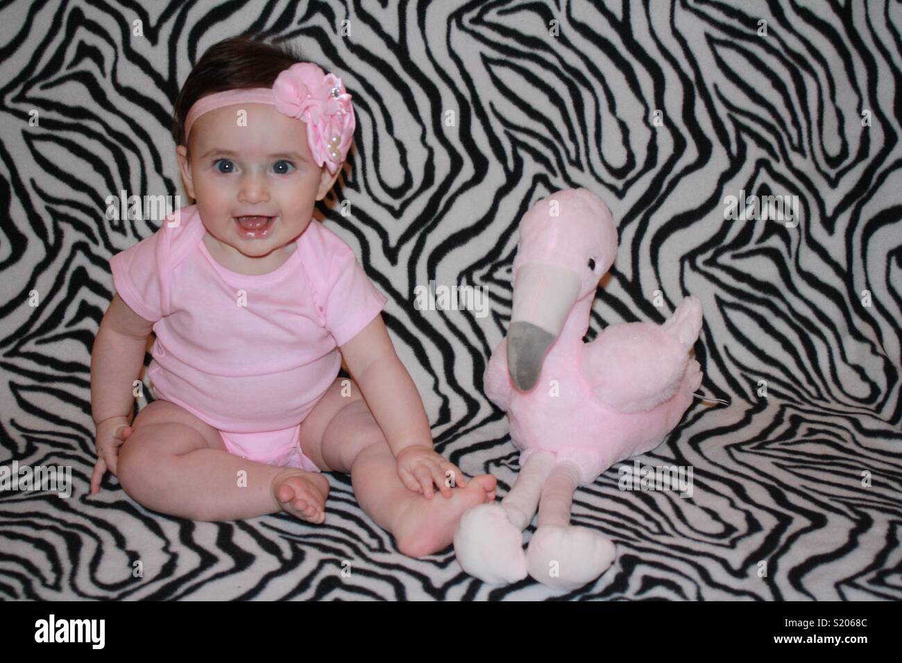 Baby flamingo hires stock photography and images Alamy