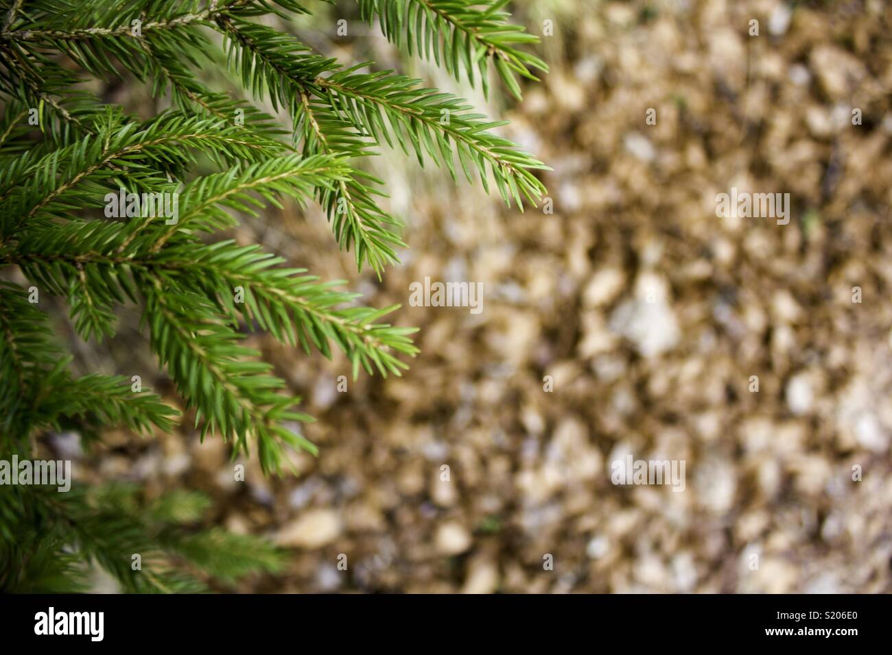 Nature in its best form Stock Photo