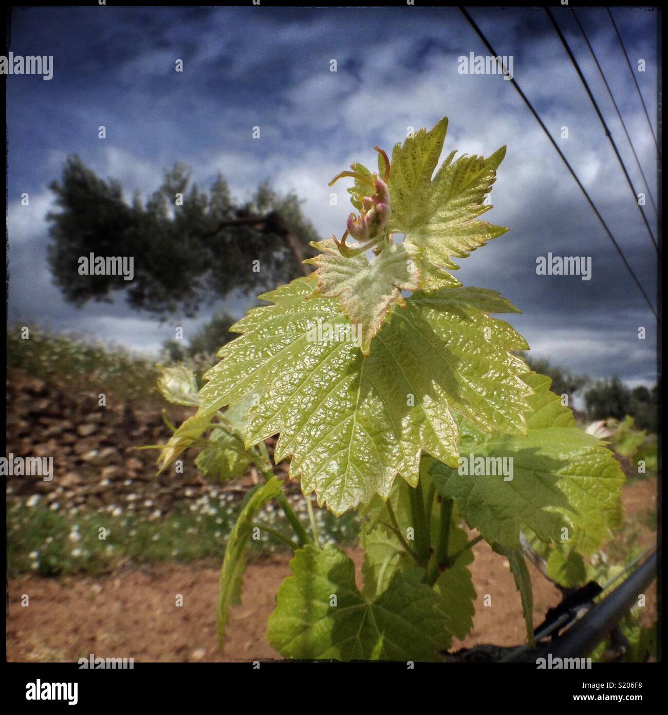 Fresh Spring growth on Syrah grapevines in the vineyard, Catalonia, Spain. - Smartphone Captured Stock Image