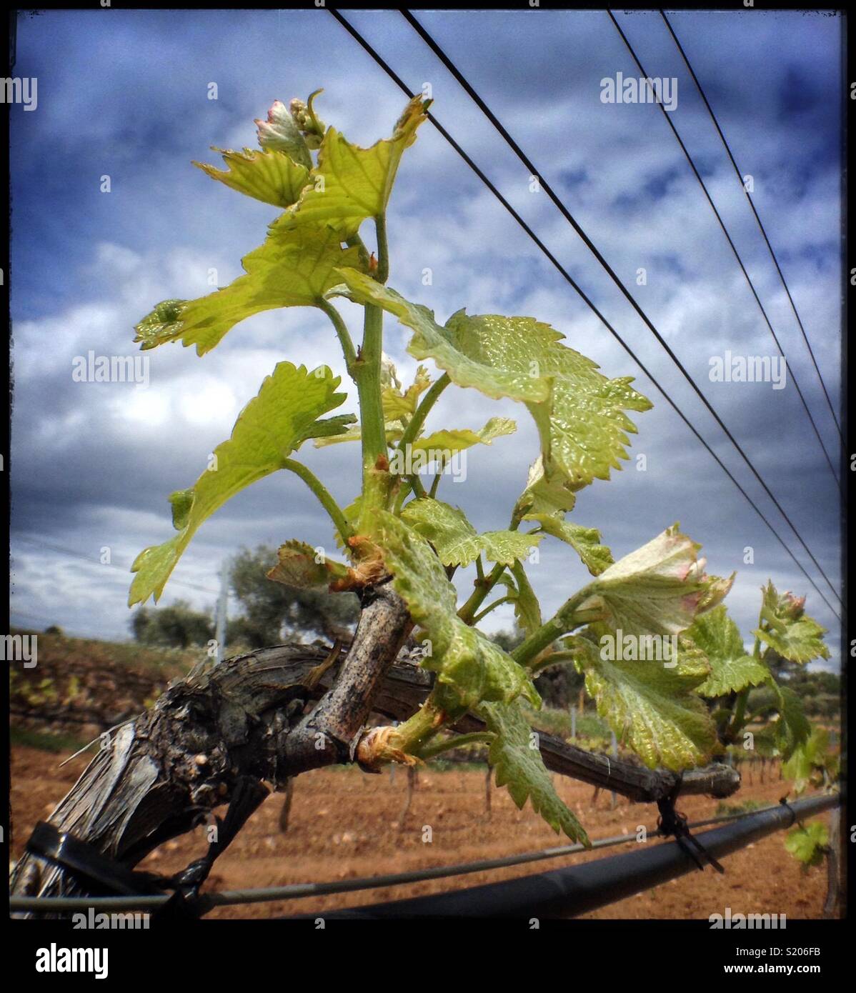 Fresh Spring growth on Viognier grapevines in the vineyard, Catalonia, Spain. - Smartphone Captured Stock Image