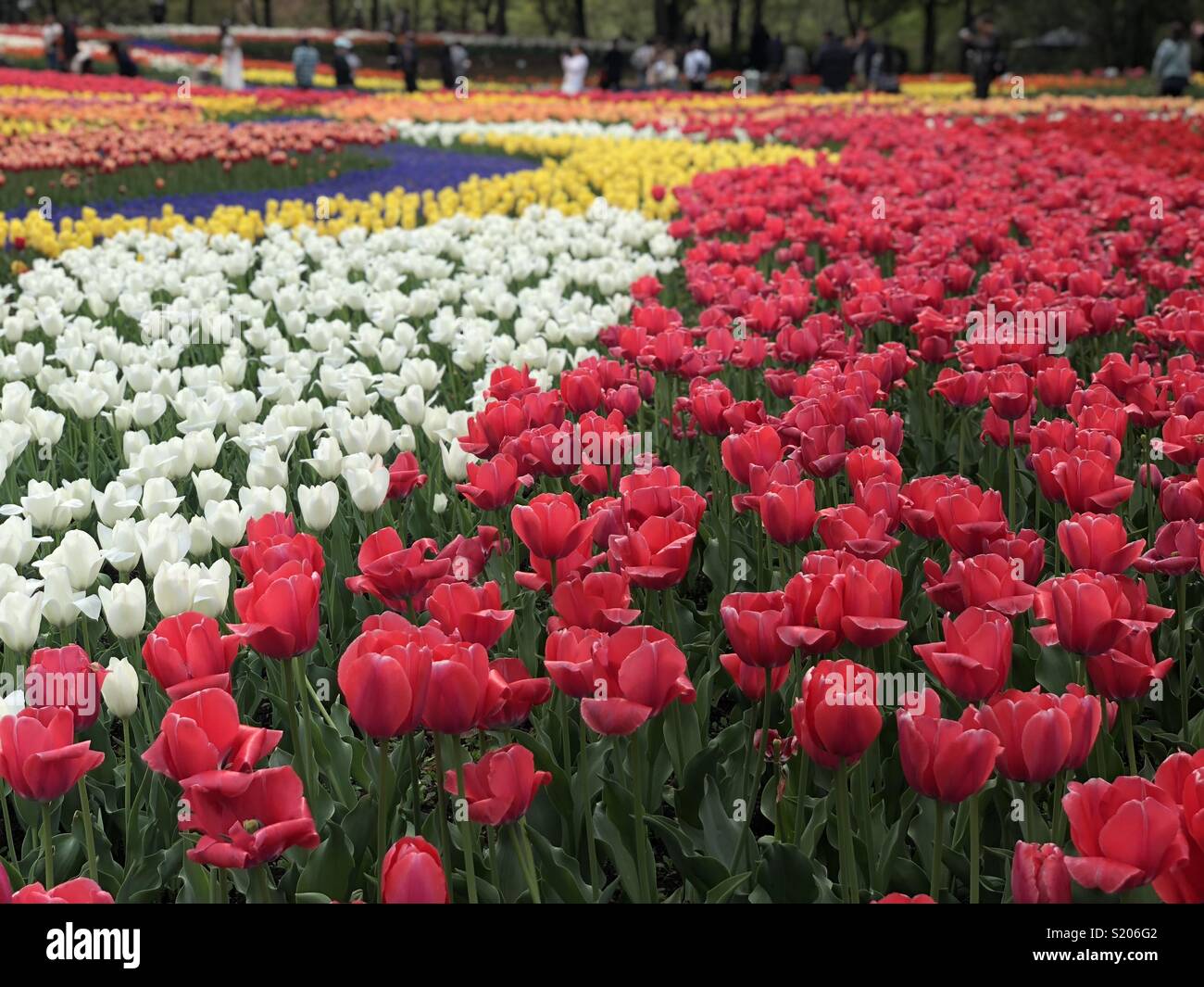 Beautiful flowers in Japan Stock Photo Alamy