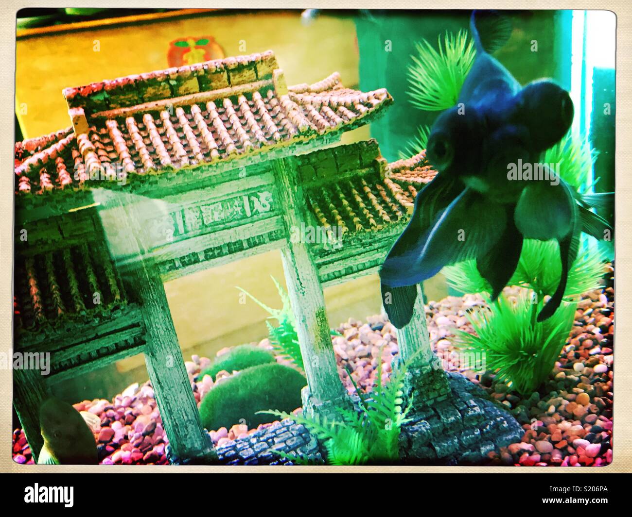 Fish tank and a big eyed gold fishing a Chinese restaurant. Stock Photo