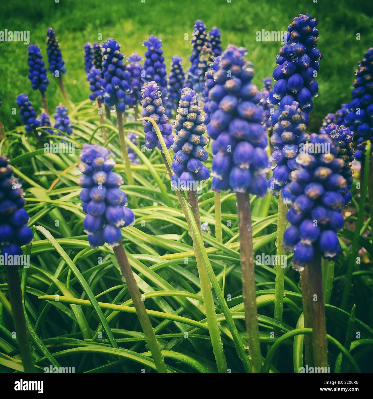 Grape Hyacinth flowers - Smartphone Captured Stock Image