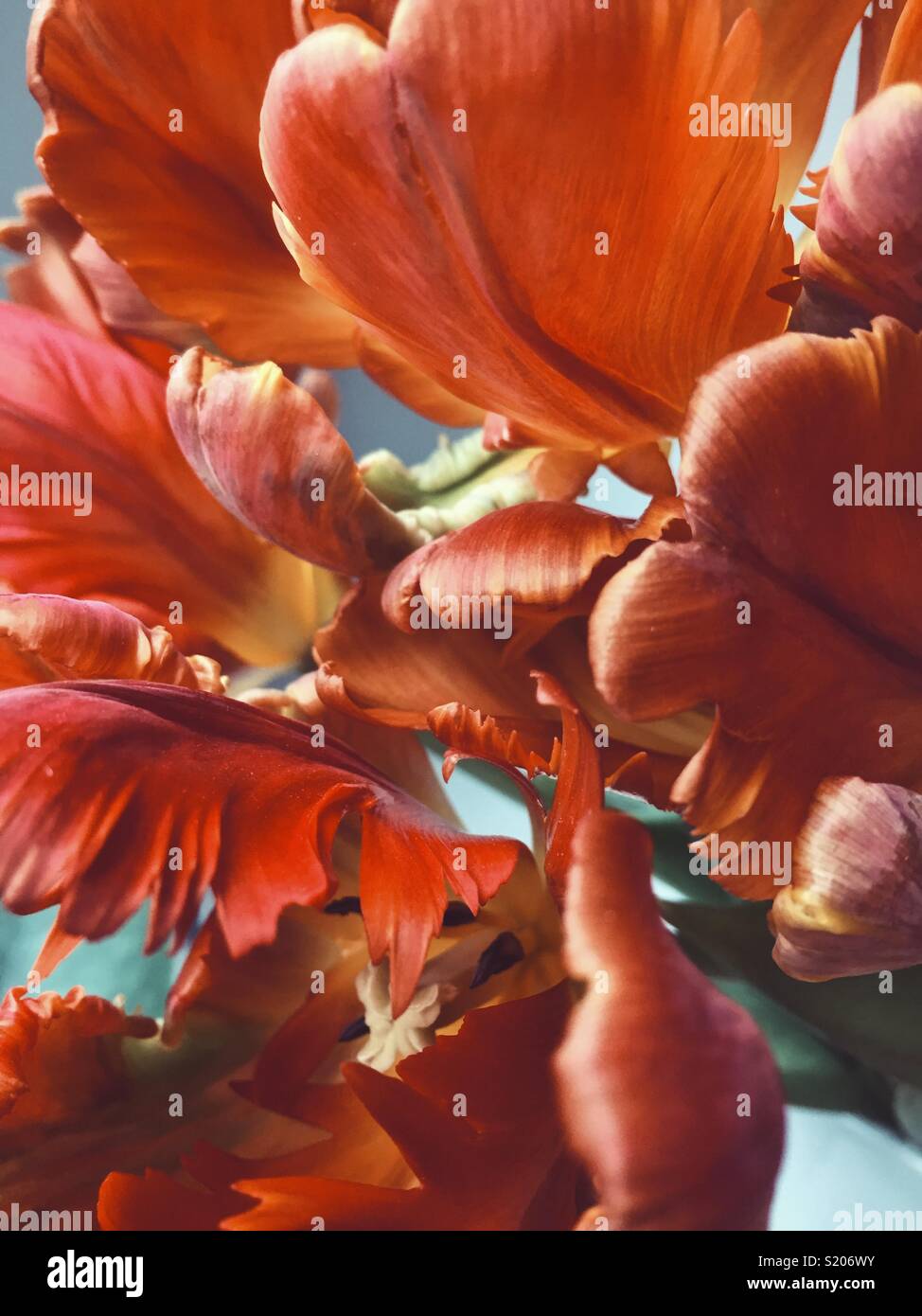 A closeup of some red parrot tulips. Stock Photo