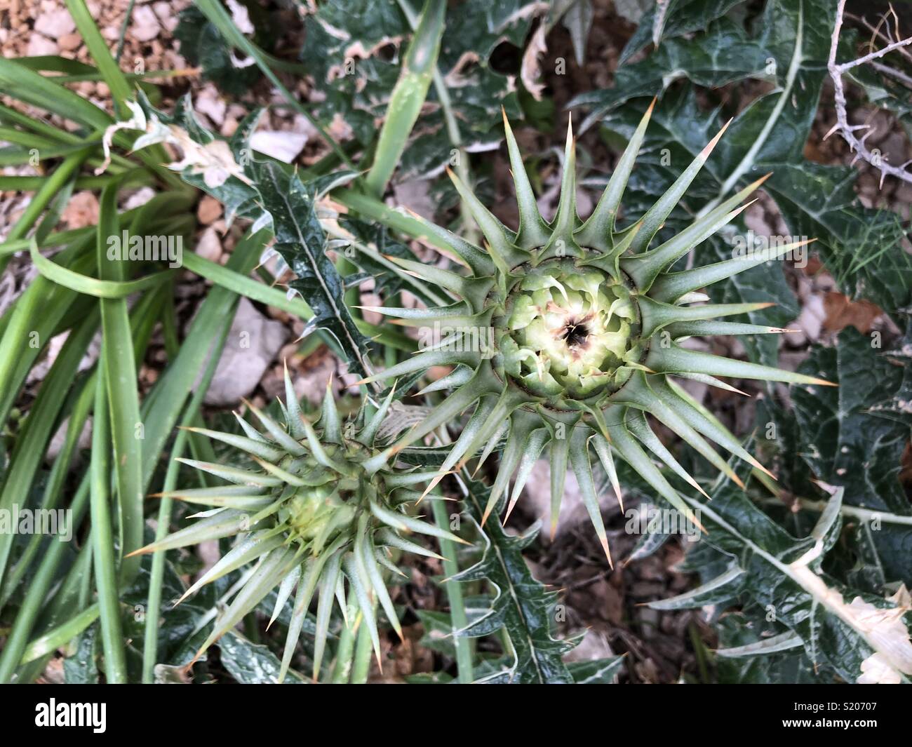 Cyprus thistle bud - Smartphone Captured Stock Image