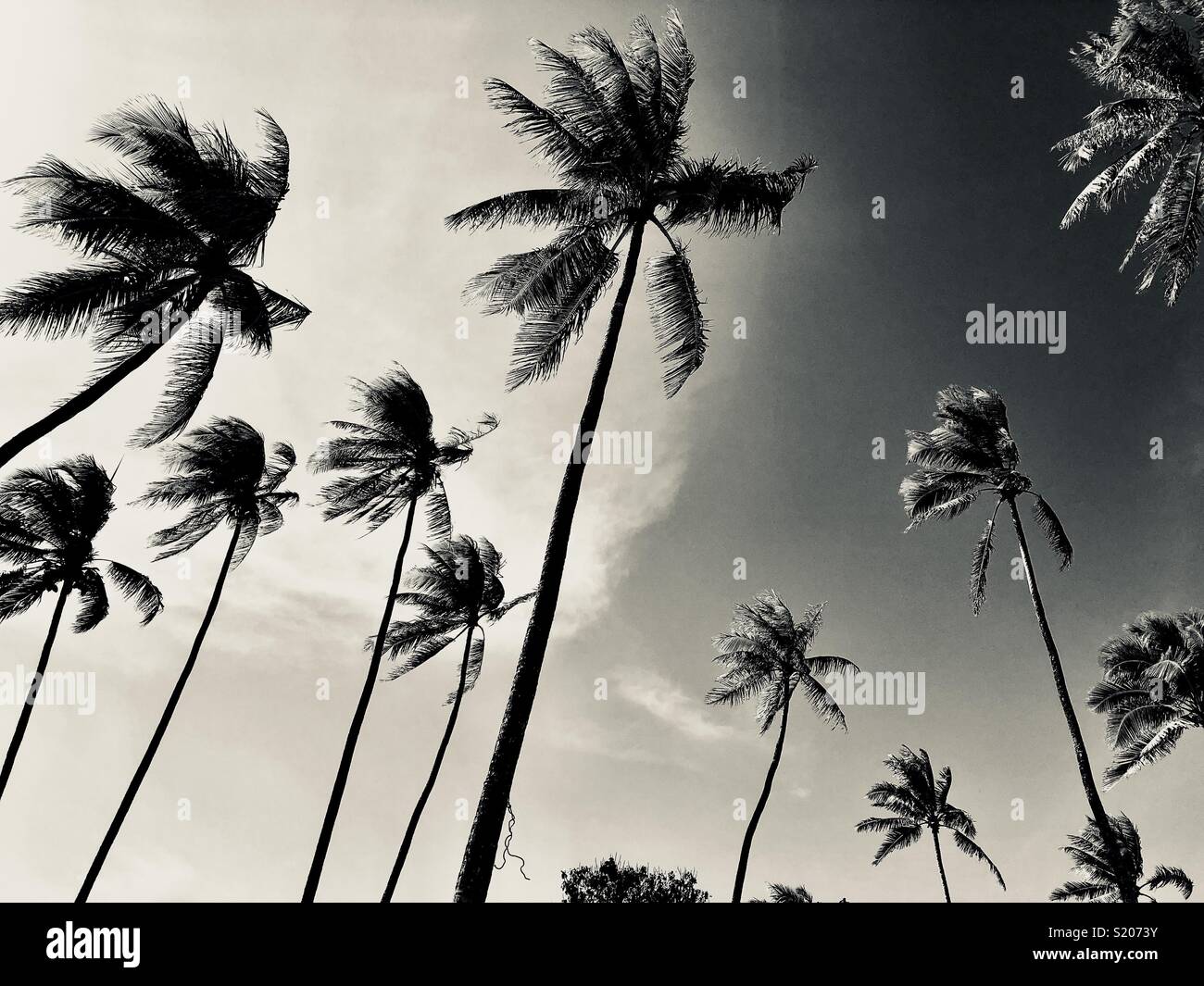 Palm Trees against Sky, Black and White - Smartphone Captured Stock Image Palm Trees against Sky, Black and White - Smartphone Captured Stock Image