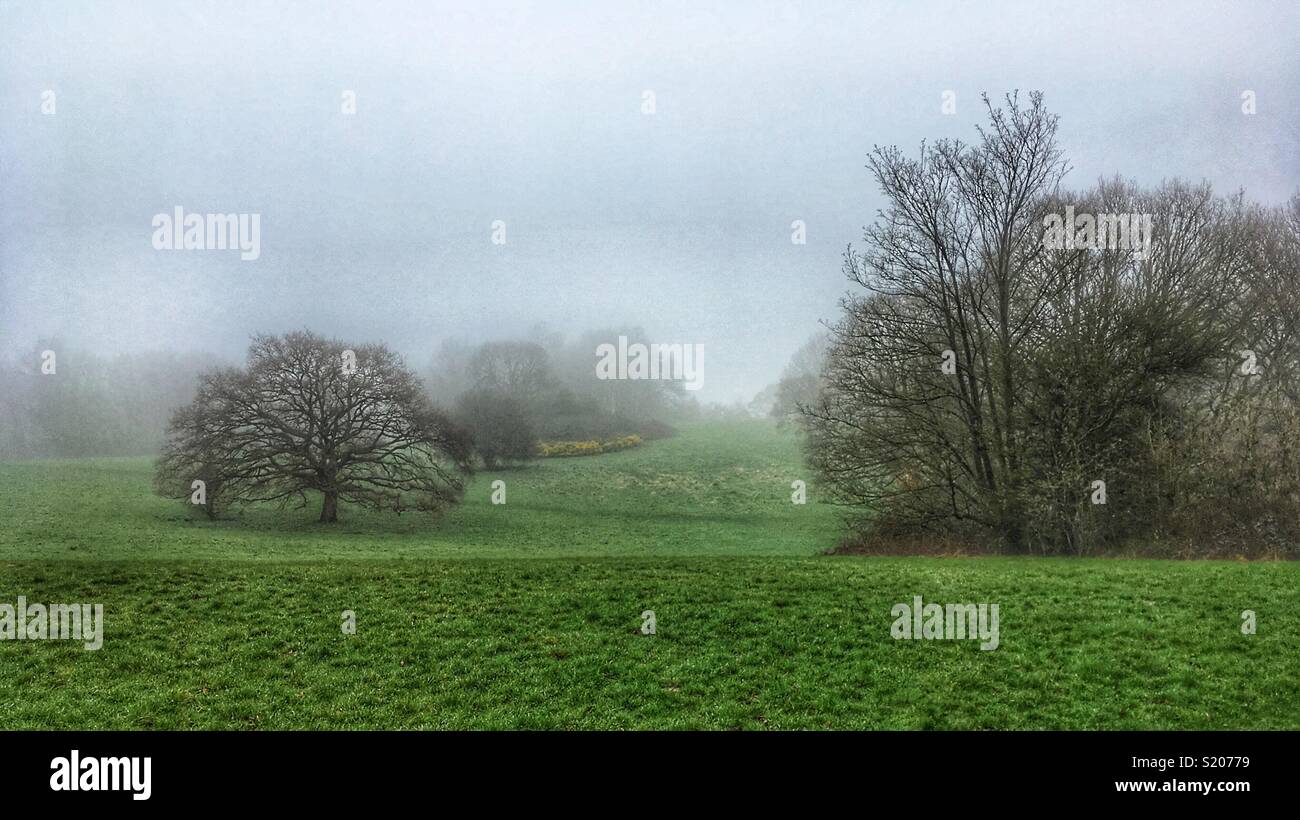 Misty morning in the countryside. - Smartphone Captured Stock Image