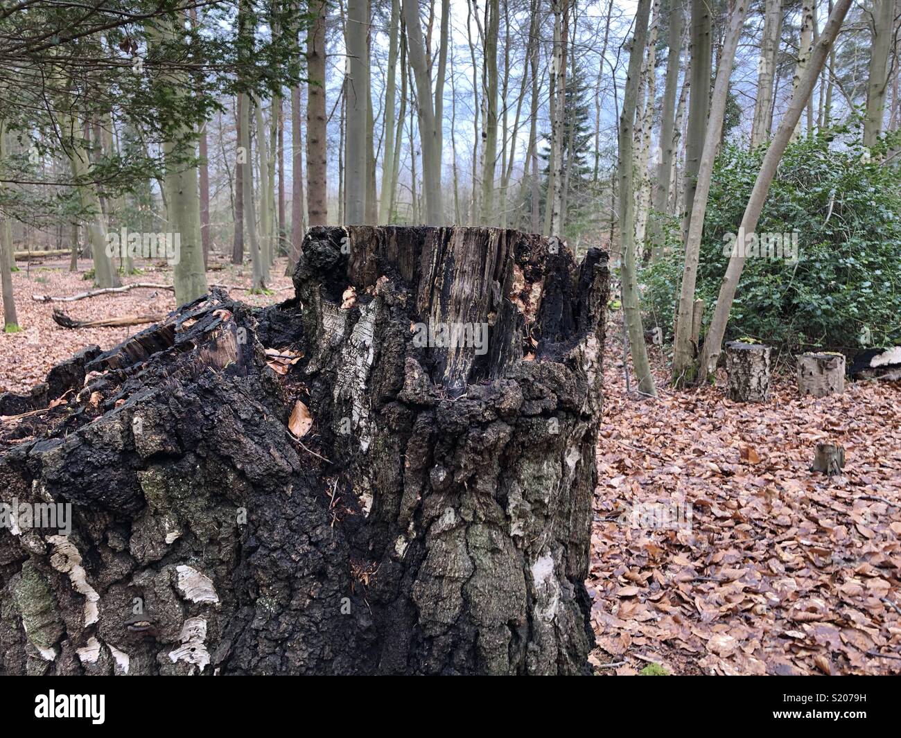 Felled tree trunk in early spring forest, Suffolk - Smartphone Captured Stock Image