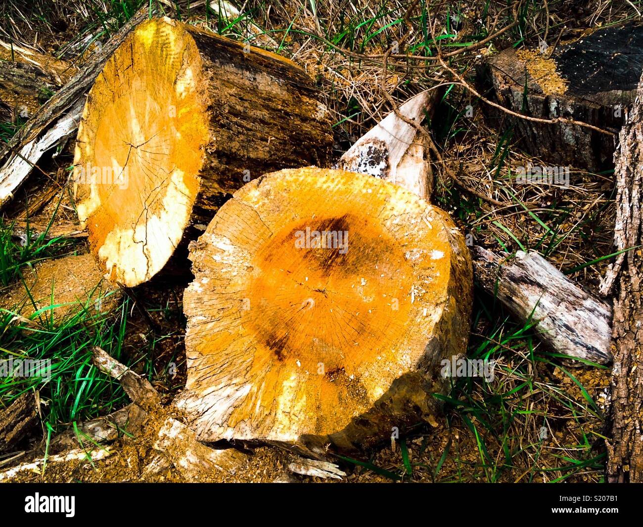 Log remnants - Smartphone Captured Stock Image