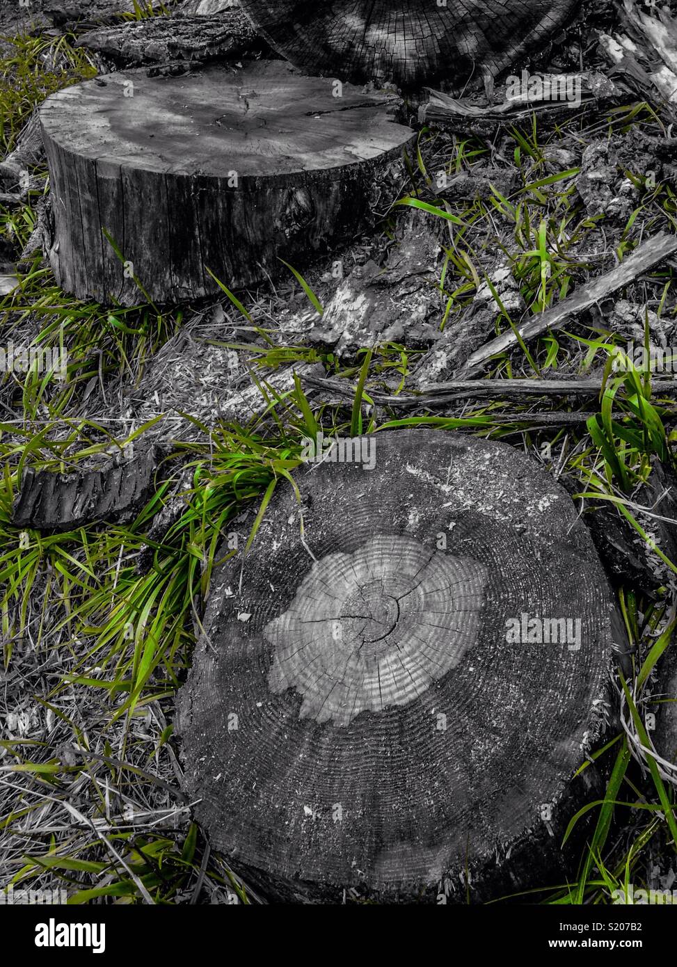 Green color pop photo of log remnants on grass - Smartphone Captured Stock Image