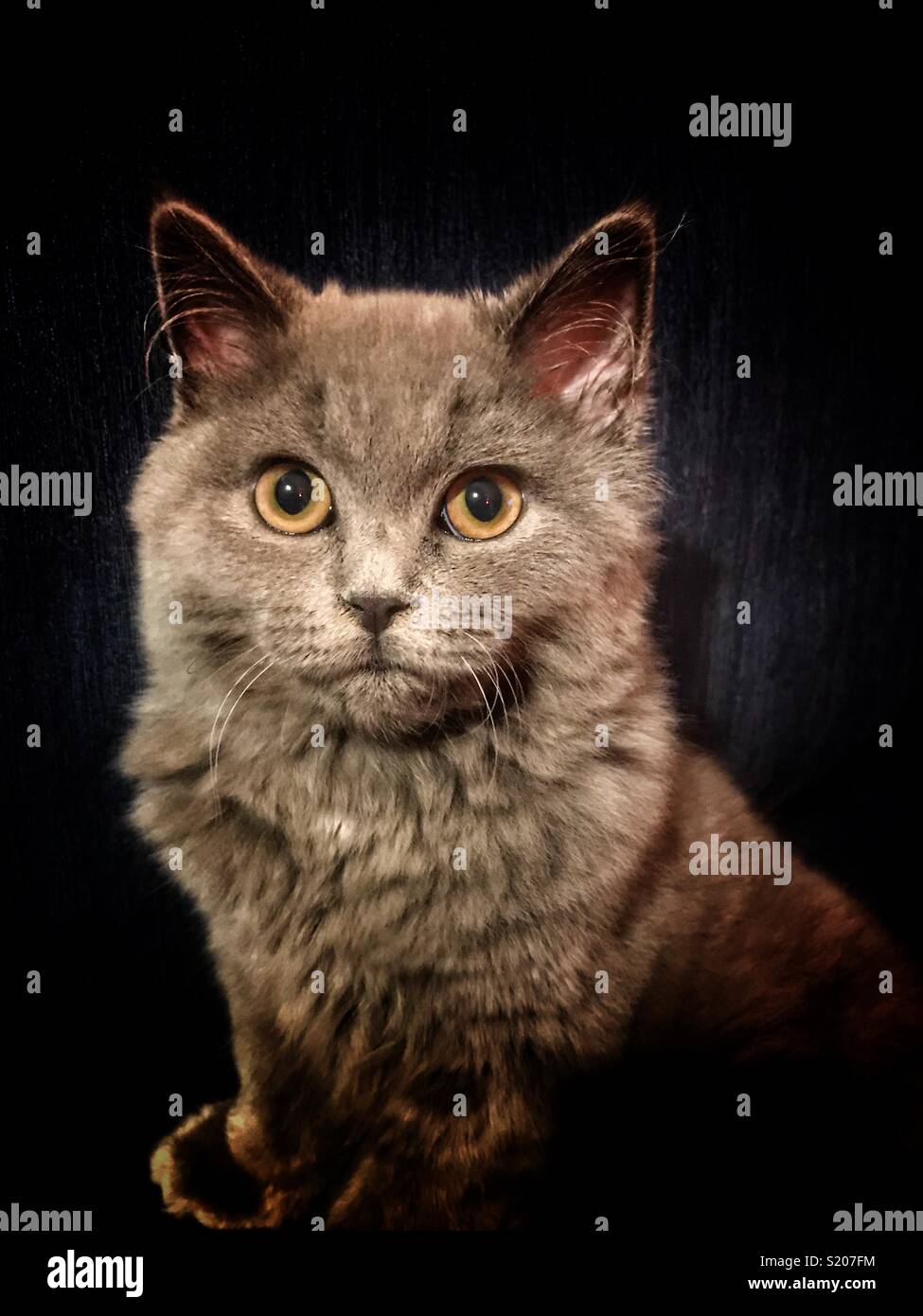 Five month Long hair British grey Cat portrait - Smartphone Captured Stock Image