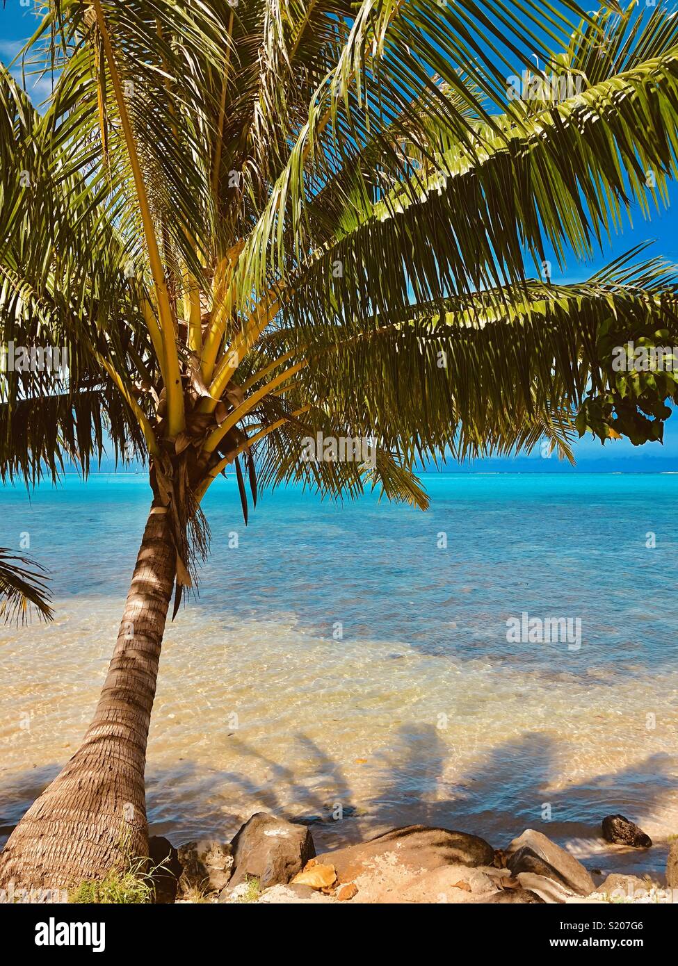 Leaning Palm Tree at Tropical Beach - Smartphone Captured Stock Image