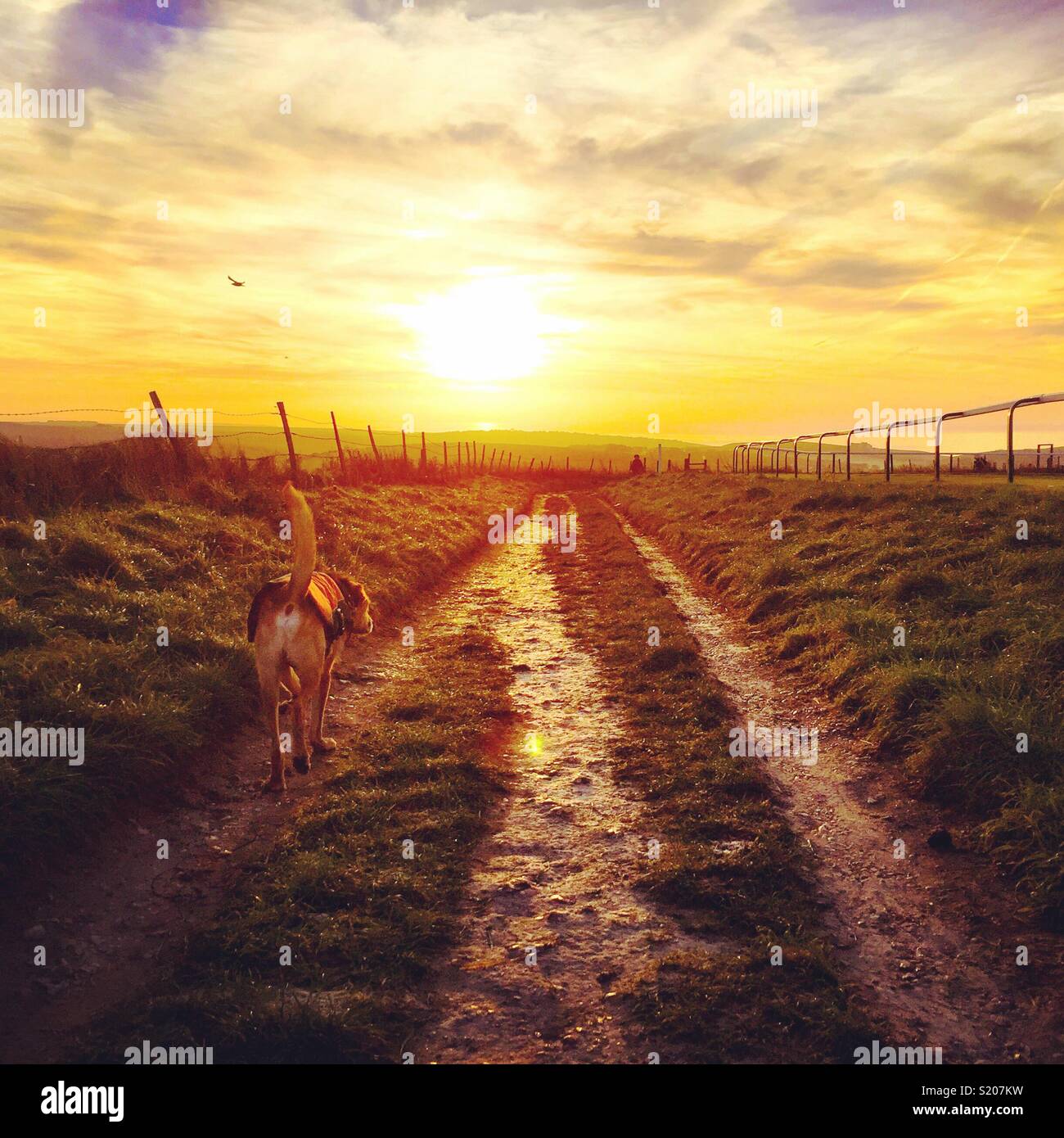 Dog walk at winter sunrise - Smartphone Captured Stock Image