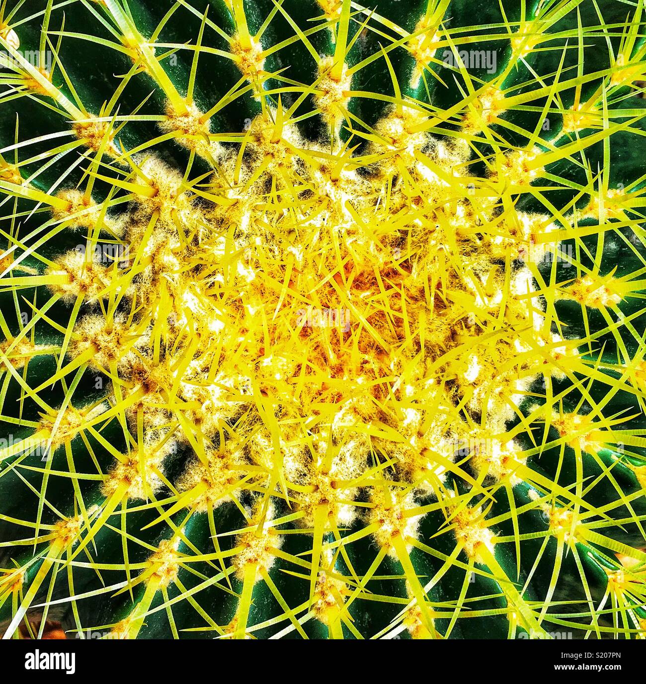 Looking down on the top of a golden barrel cactus Echinocactus grusonii - Smartphone Captured Stock Image