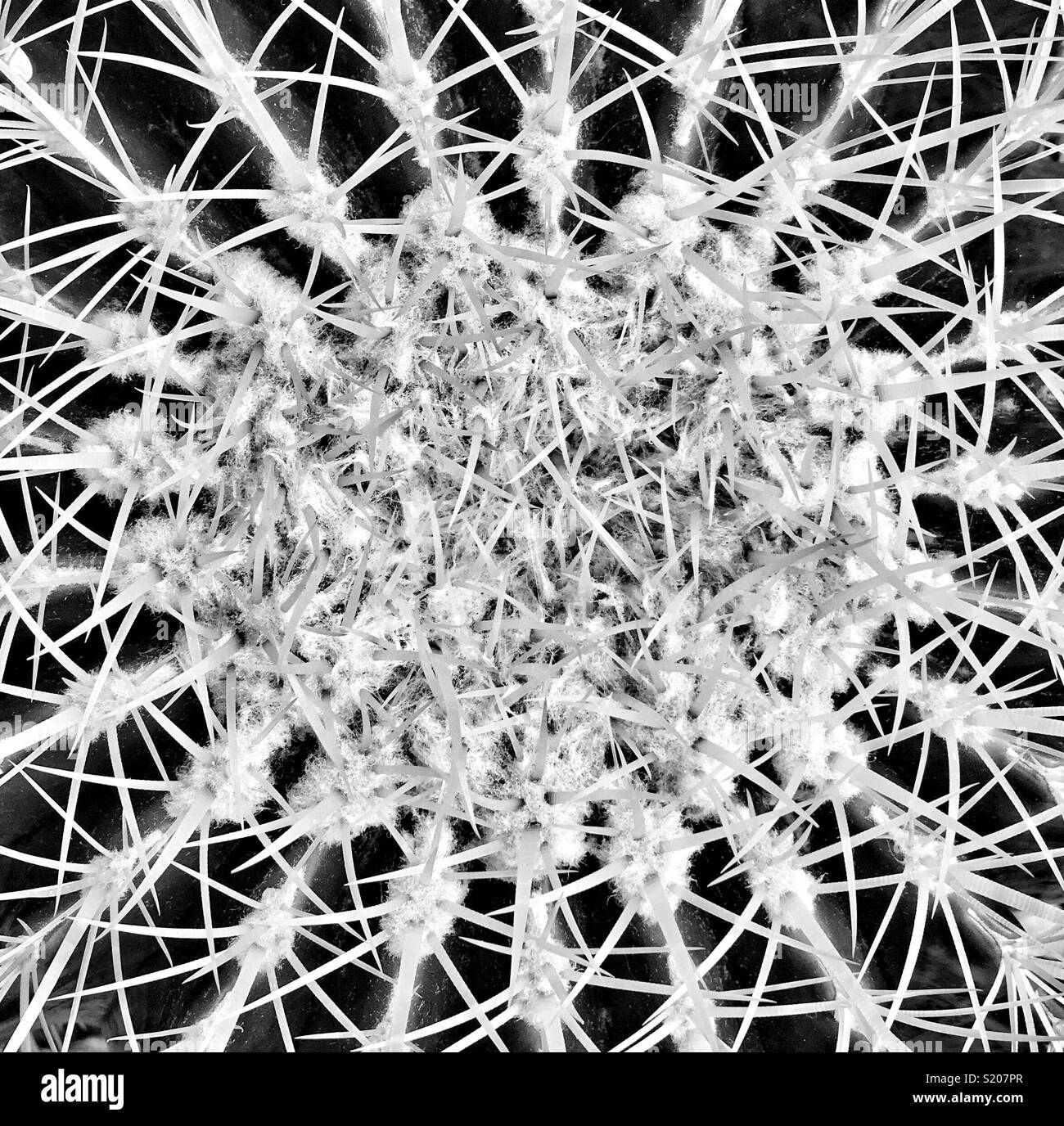 Looking down on the top of a golden barrel cactus Echinocactus grusonii - Smartphone Captured Stock Image