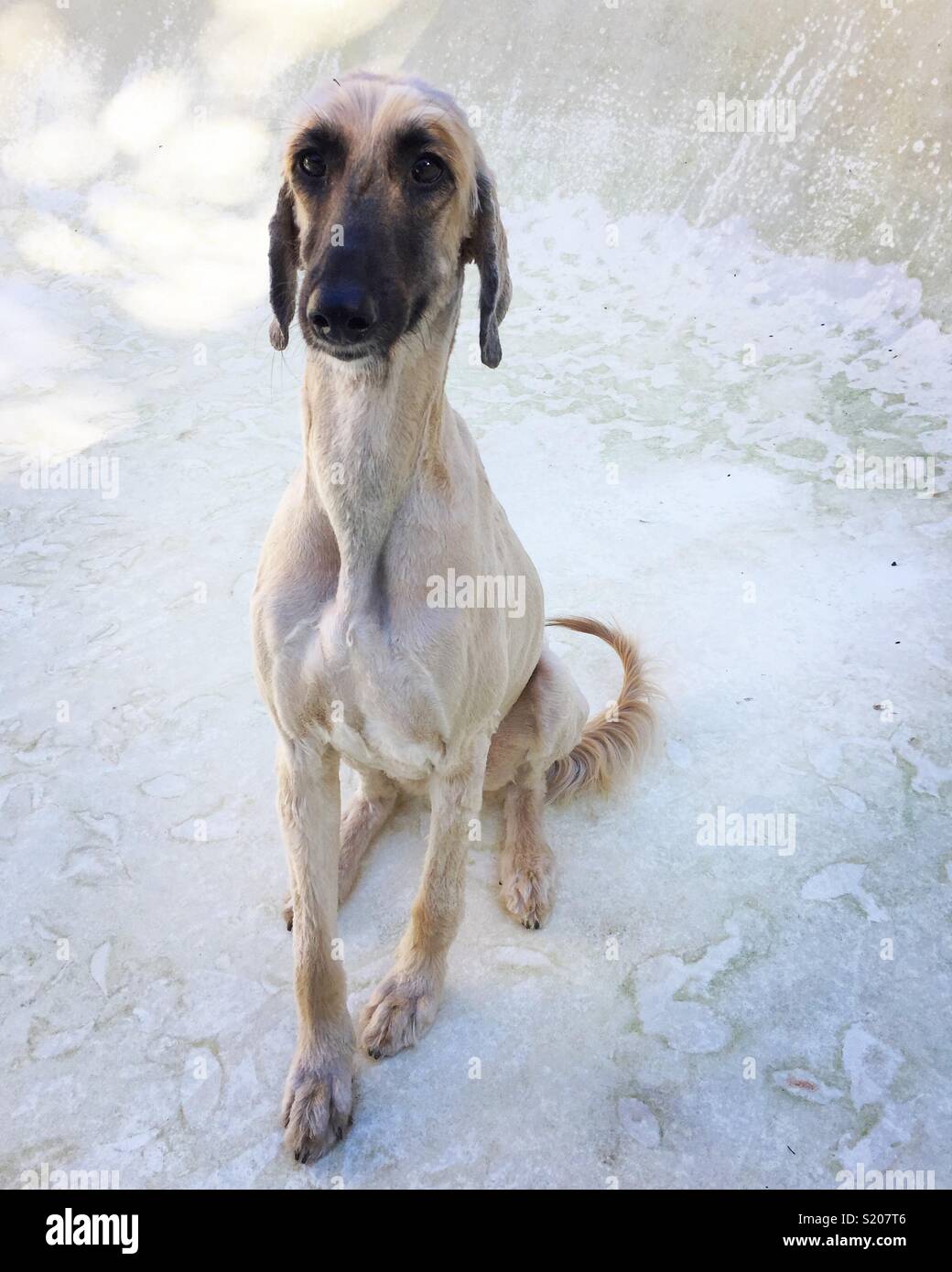 Hound Dog Nose Stock Photos Hound Dog Nose Stock Images Alamy