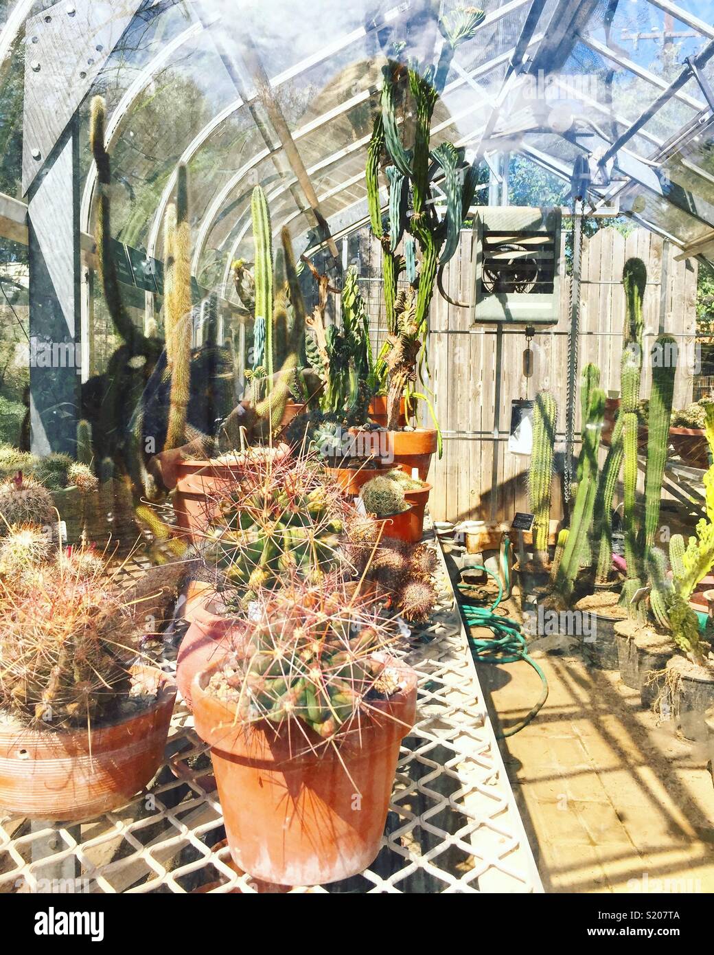 Cactus greenhouse hires stock photography and images Alamy