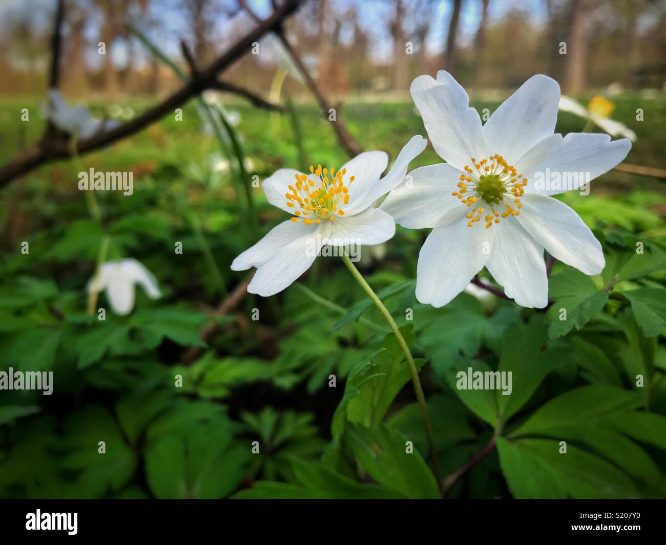 Anemone nemorosa Stock Photo