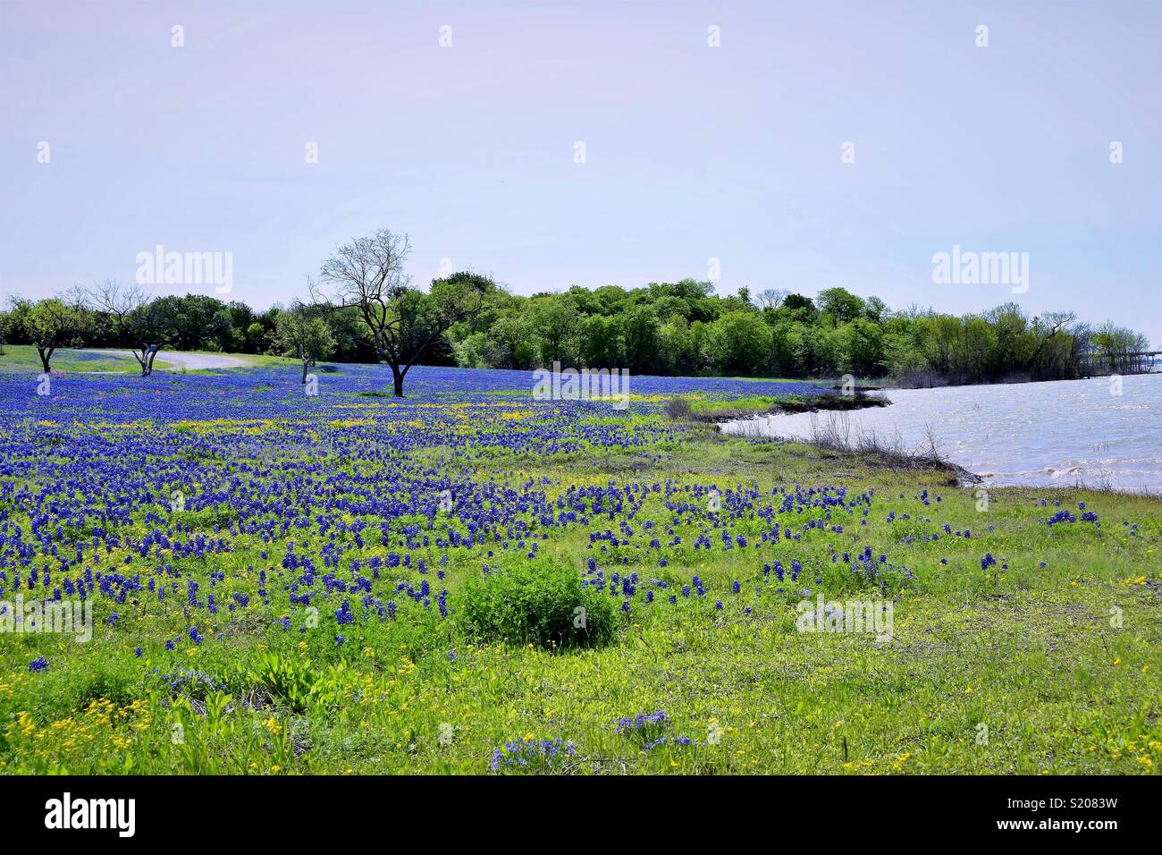 A field of bluebonnets at Meadow View Nature Area near Bardwell Lake in ...