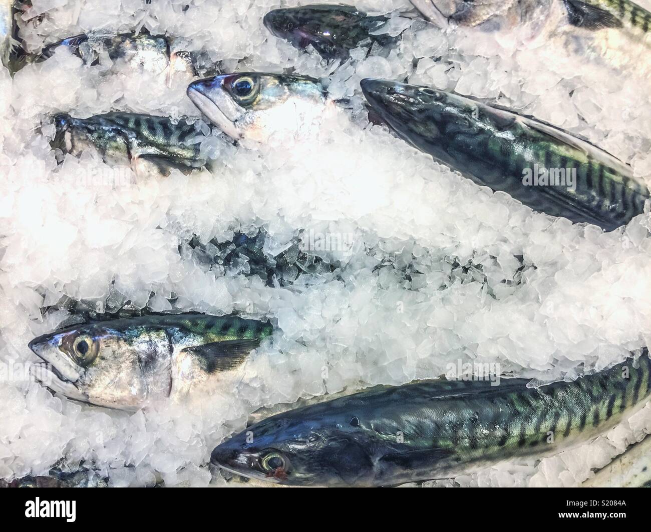 Display of sardines on a stall buried in ice for sale in a fish shop. - Smartphone Captured Stock Image