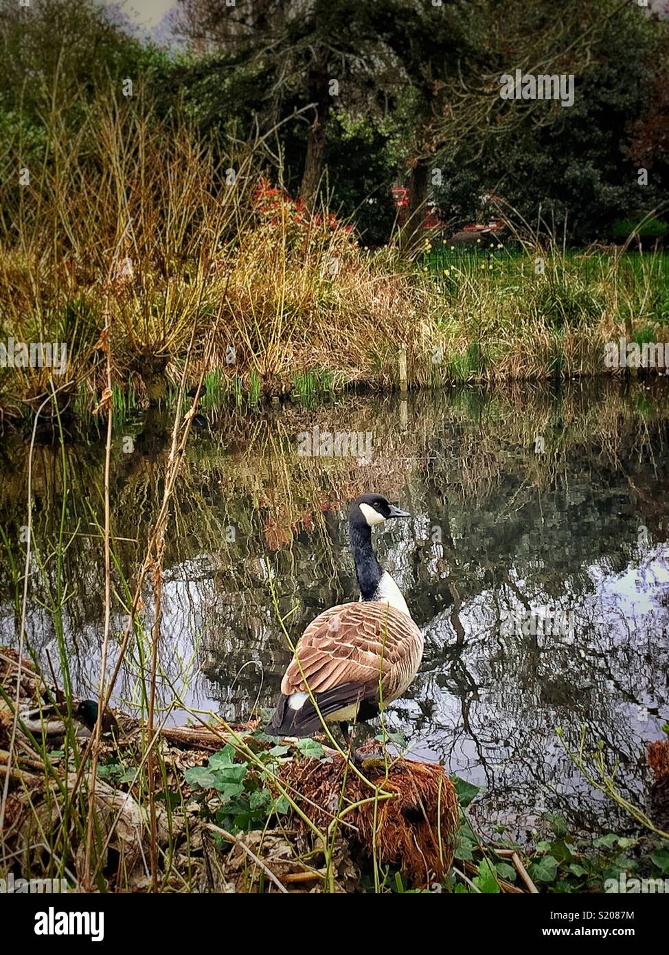 Goose in Ruskin park. - Smartphone Captured Stock Image