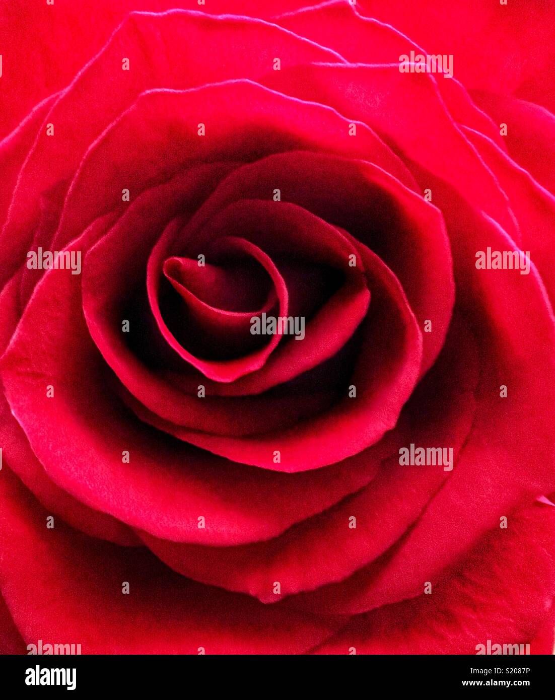 Red petals hi-res stock photography and images - Alamy