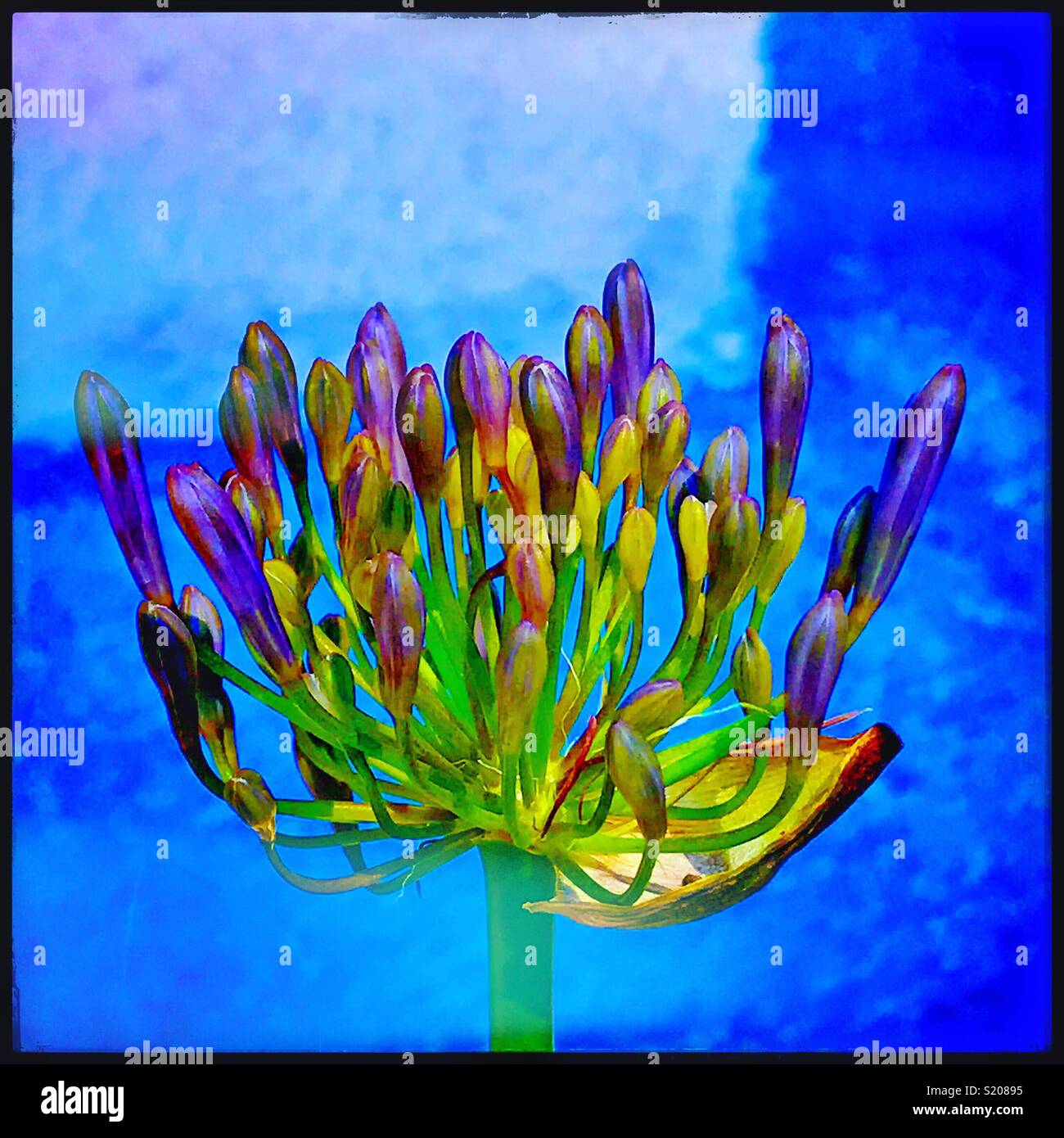 An agapanthus flower gets ready to burst into bloom. Stock Photo