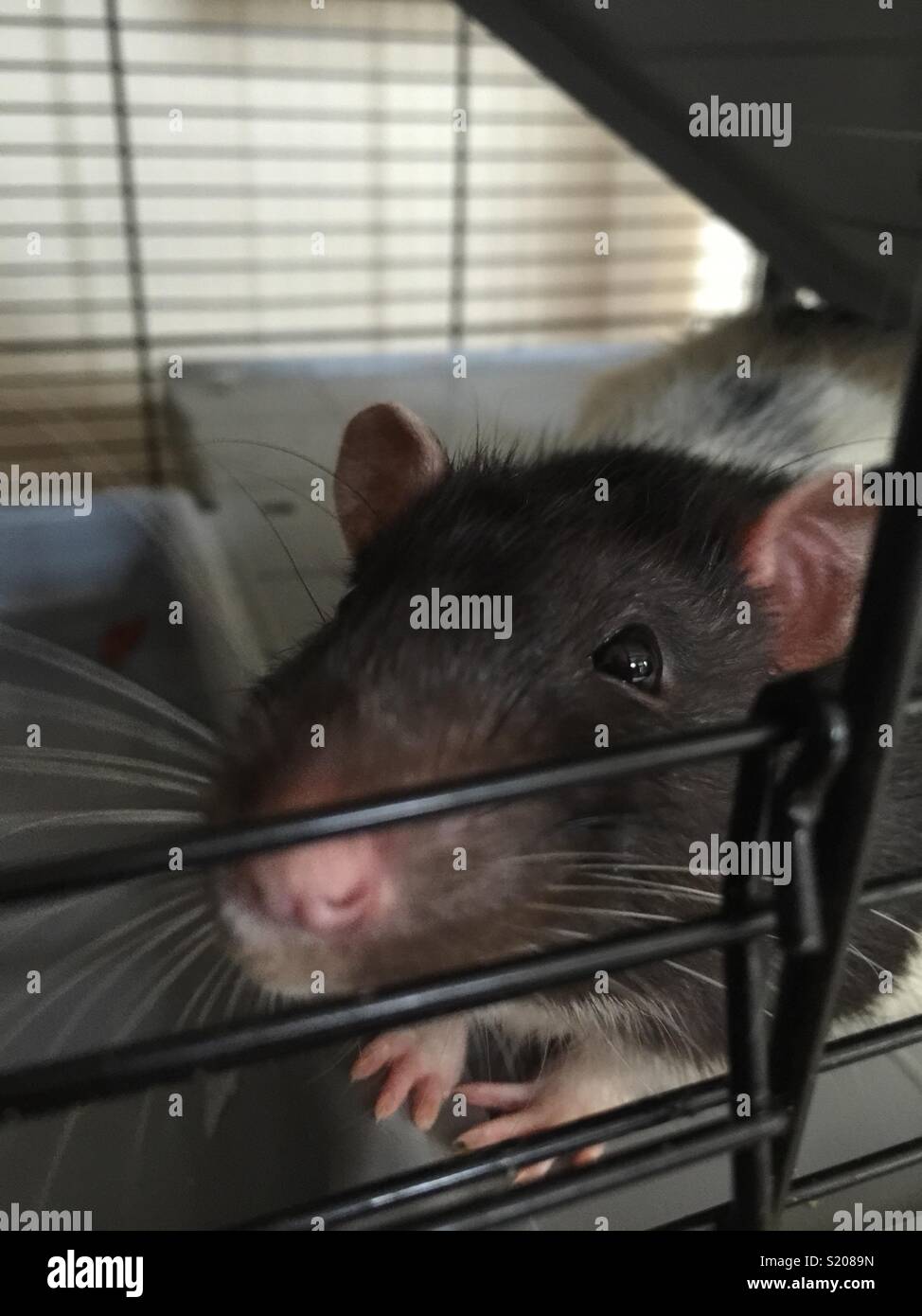 Fancy pet rat Stock Photo - Alamy