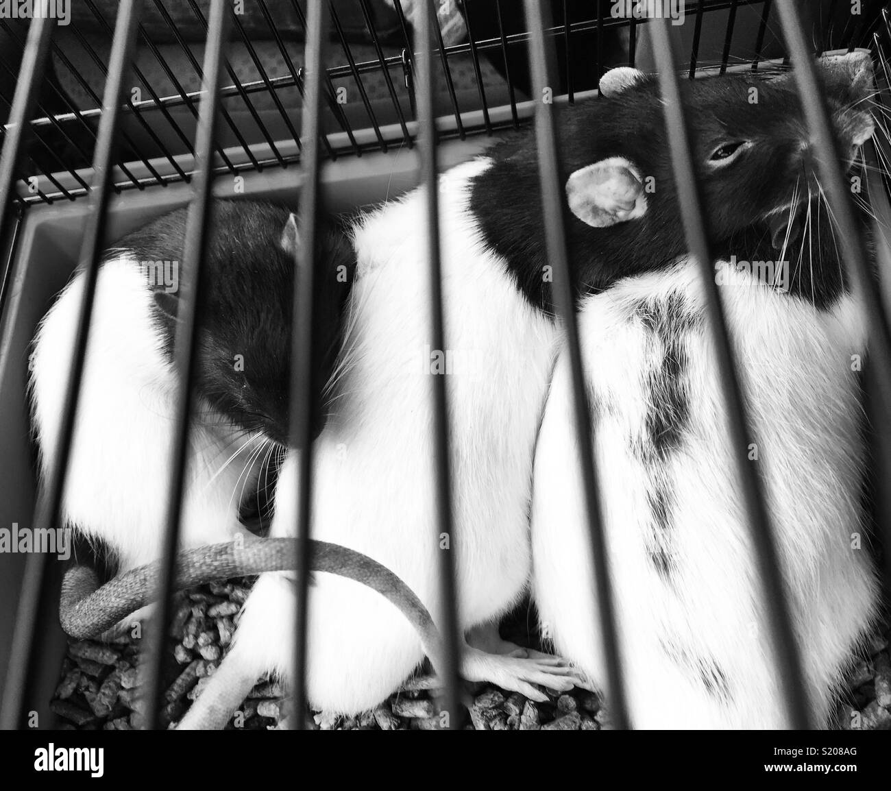 Rat brothers - Smartphone Captured Stock Image